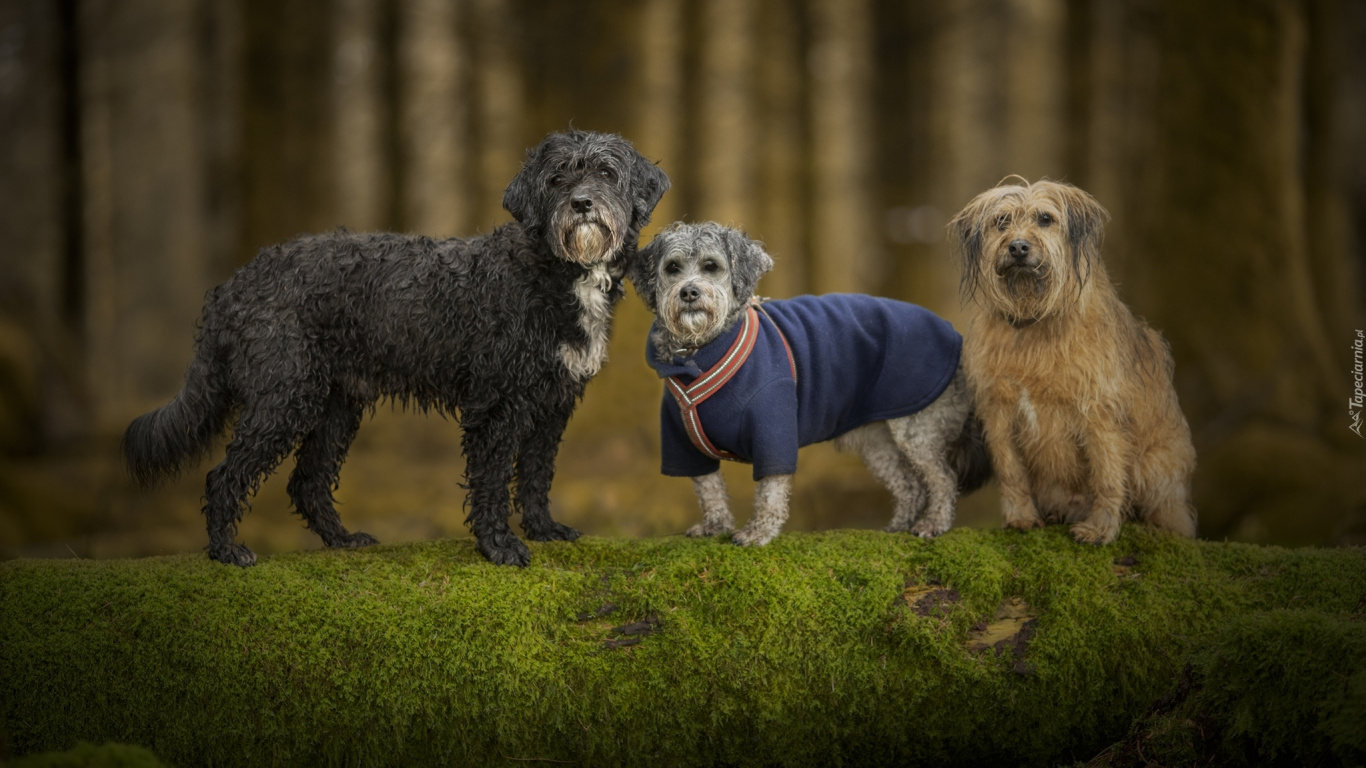 Обои дерево, пес, собака породы, порода, собака в разрешении 1366x768