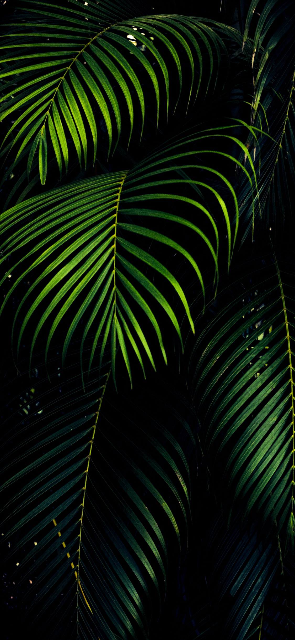 Обои OLED, лист, ios, андроид, древесные растения в разрешении 1125x2436