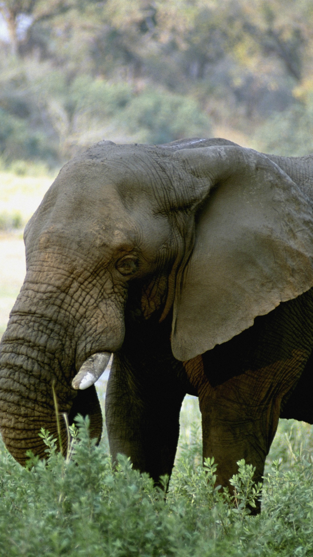 Обои Слон, бивень, наземные животные, живая природа, слоны и мамонты в разрешении 1080x1920