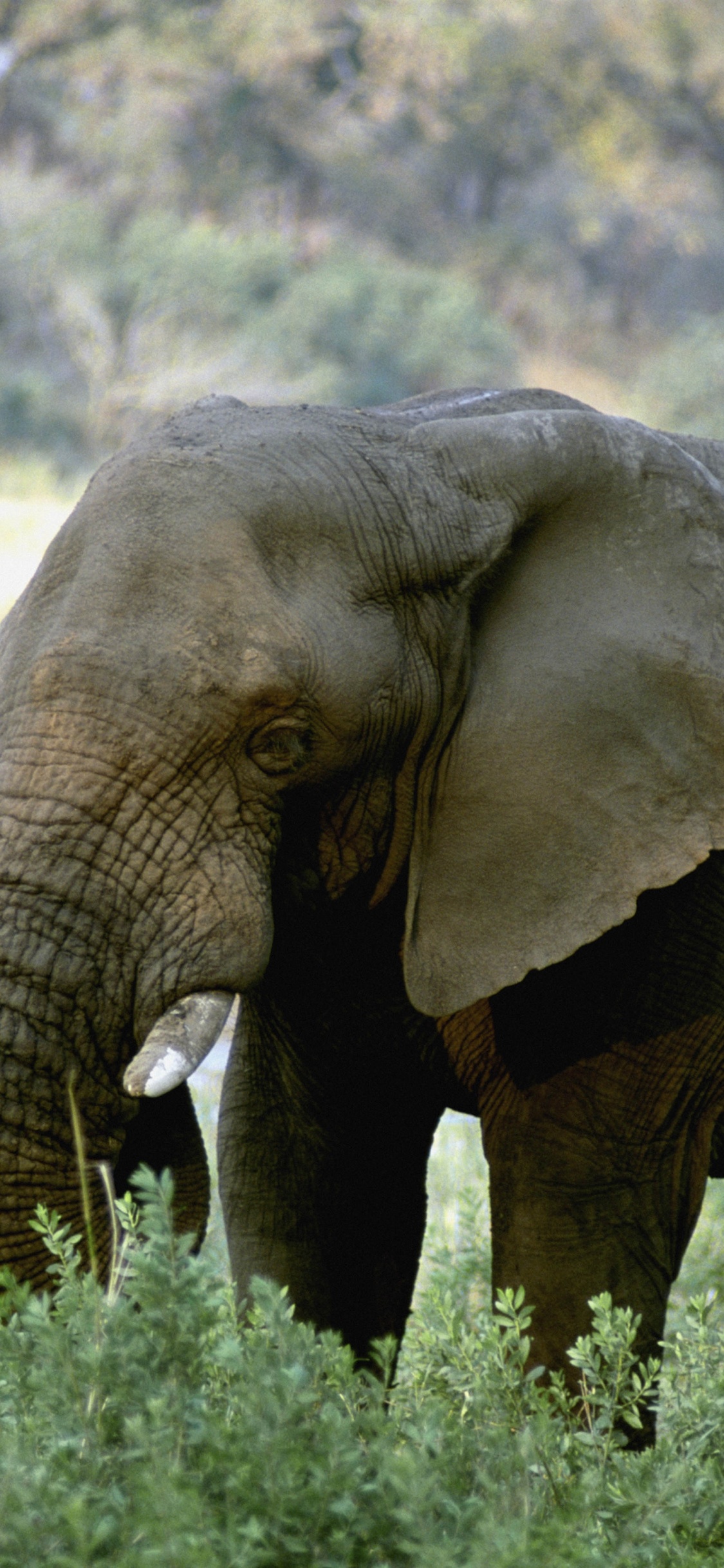 Обои Слон, бивень, наземные животные, живая природа, слоны и мамонты в разрешении 1125x2436