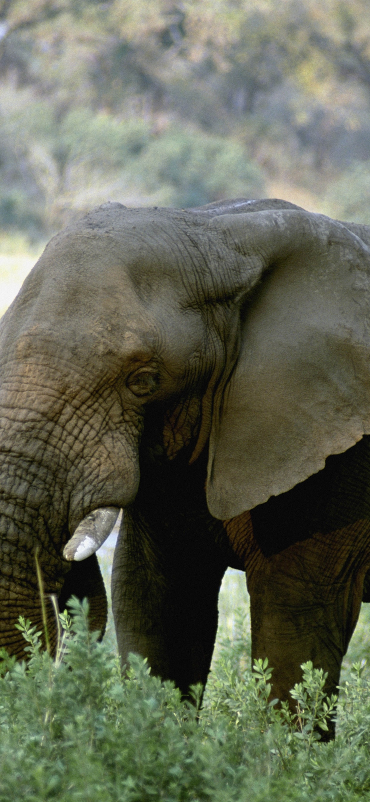 Обои Слон, бивень, наземные животные, живая природа, слоны и мамонты в разрешении 1242x2688