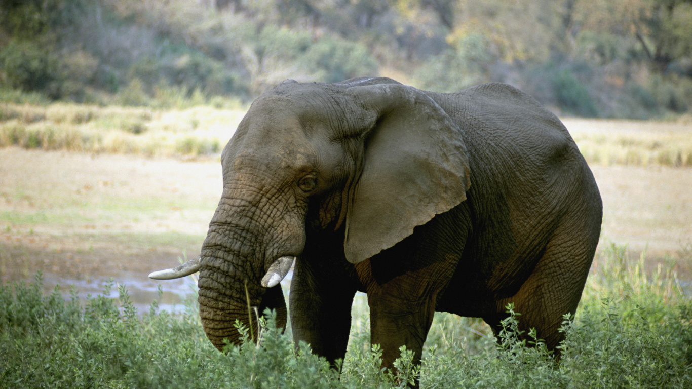 Обои Слон, бивень, наземные животные, живая природа, слоны и мамонты в разрешении 1366x768