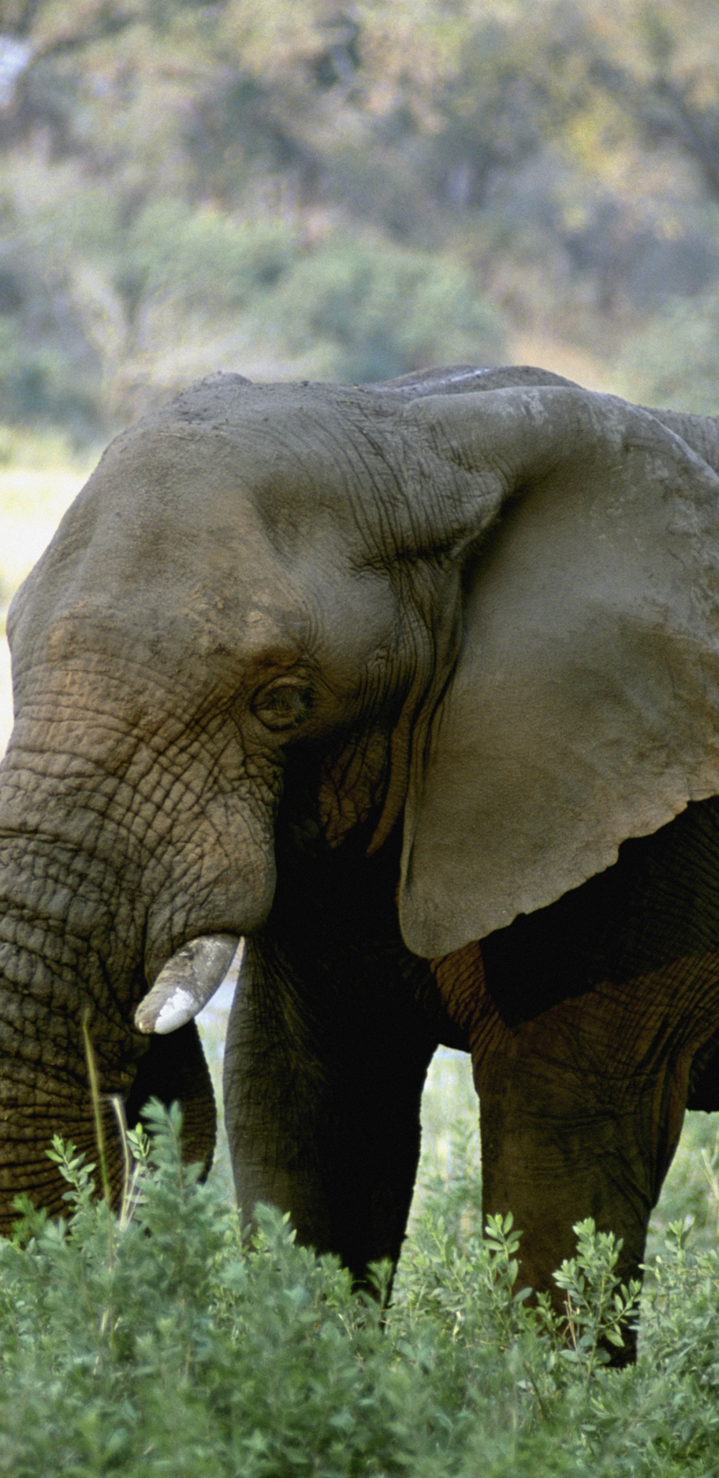Обои Слон, бивень, наземные животные, живая природа, слоны и мамонты в разрешении 1440x2960