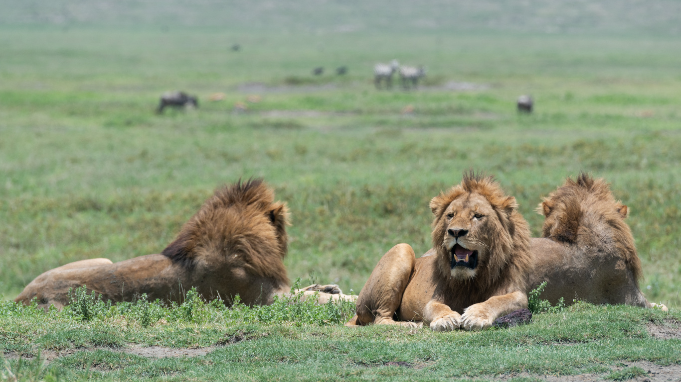 Обои живая природа, Лев, Восточно африканский Лев, окружающая среда, масаи Лев в разрешении 1366x768