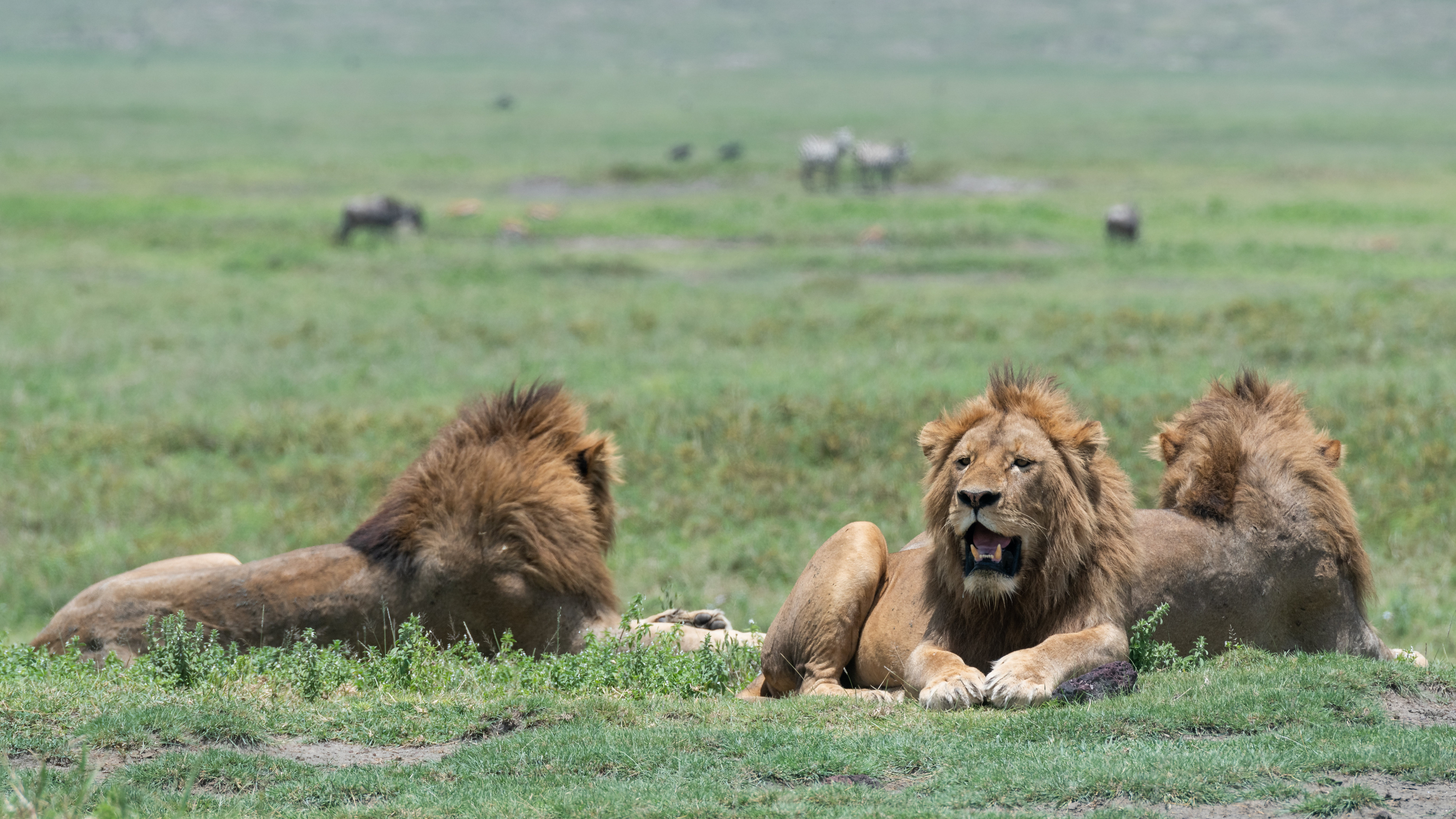 Обои живая природа, Лев, Восточно африканский Лев, окружающая среда, масаи Лев в разрешении 3840x2160
