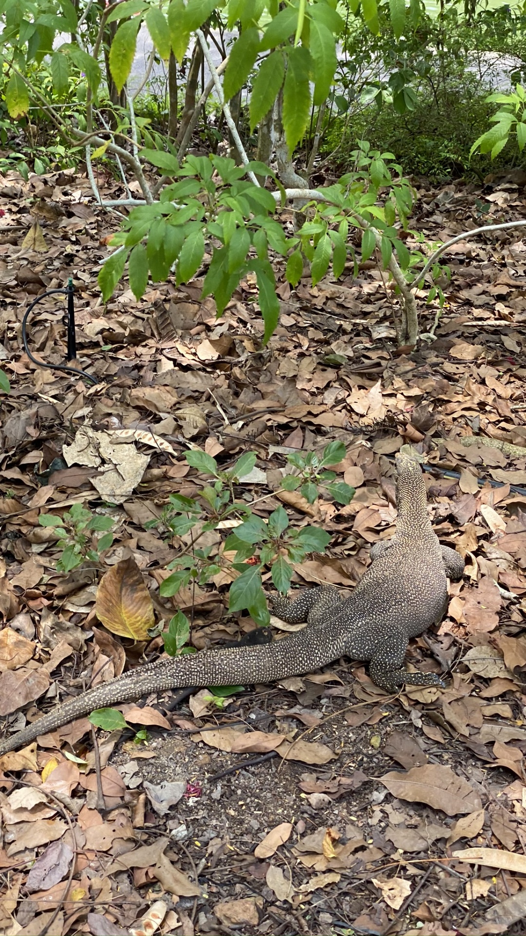 Обои биология, наука, водоем, природа, растительность в разрешении 1080x1920