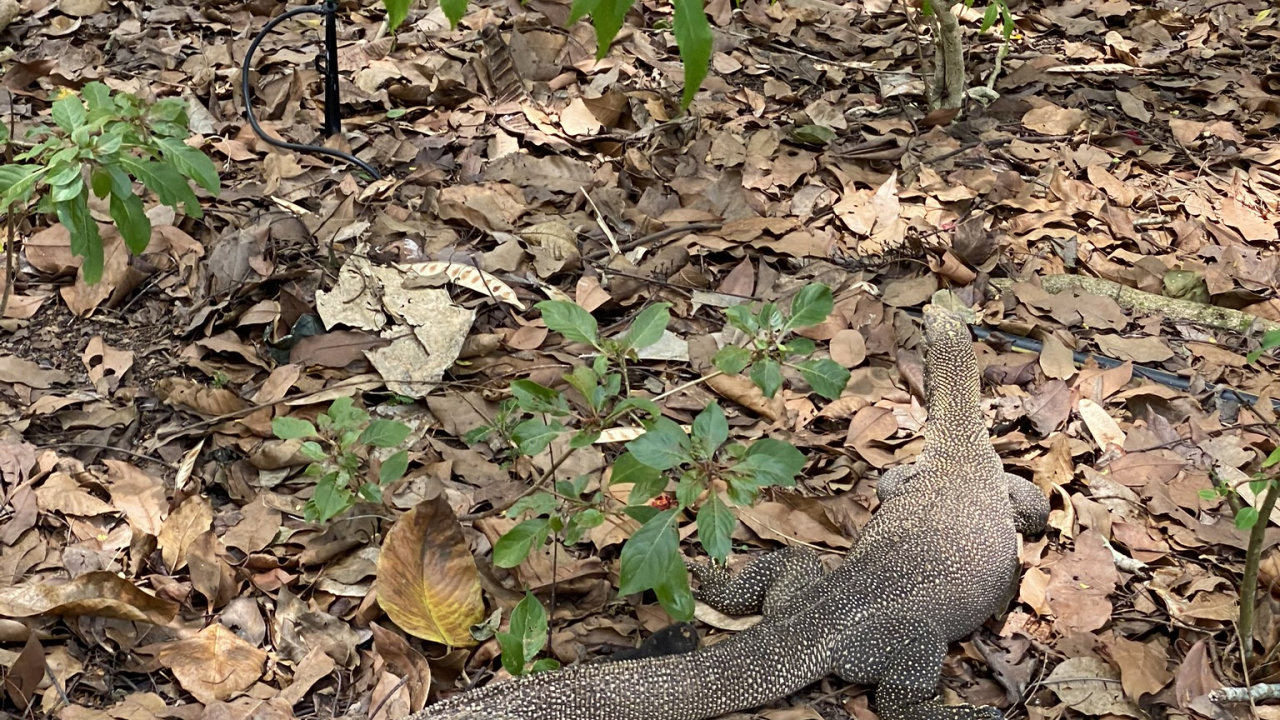 Обои биология, наука, водоем, природа, растительность в разрешении 1280x720