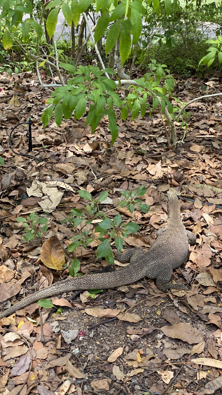 Обои биология, наука, водоем, природа, растительность в разрешении 750x1334