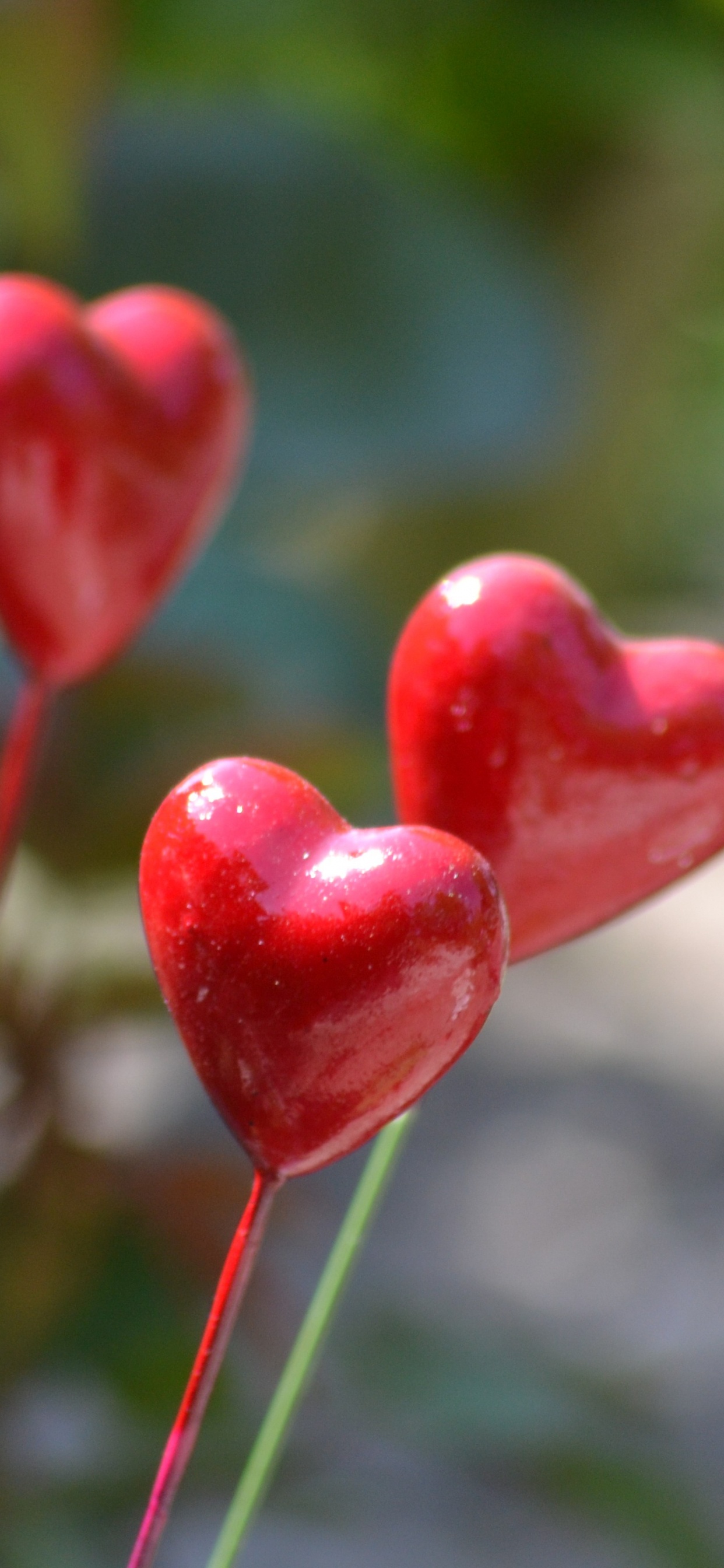 Обои стебель растения, цветок, растение, лист, весна в разрешении 1242x2688