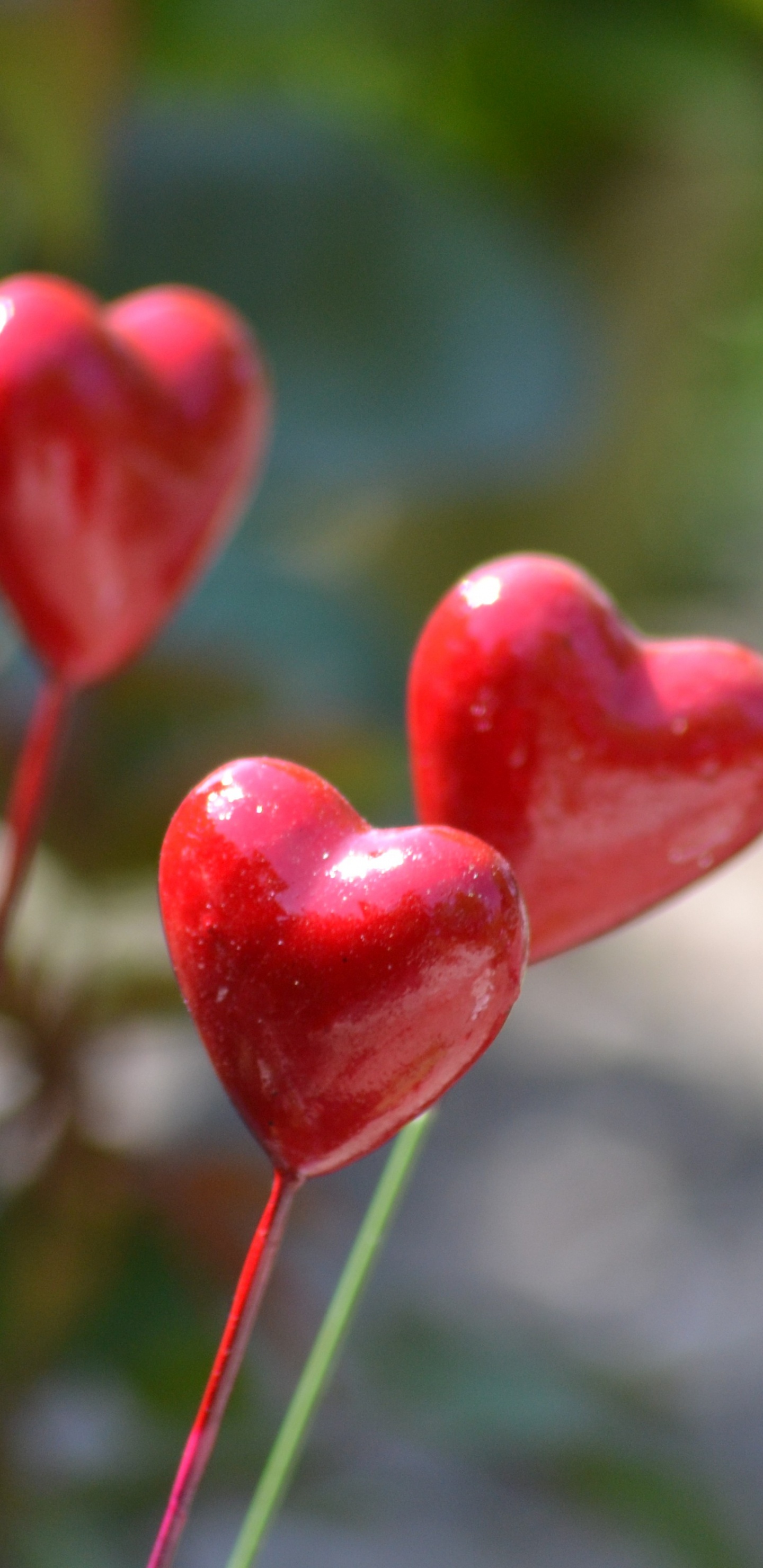 Обои стебель растения, цветок, растение, лист, весна в разрешении 1440x2960