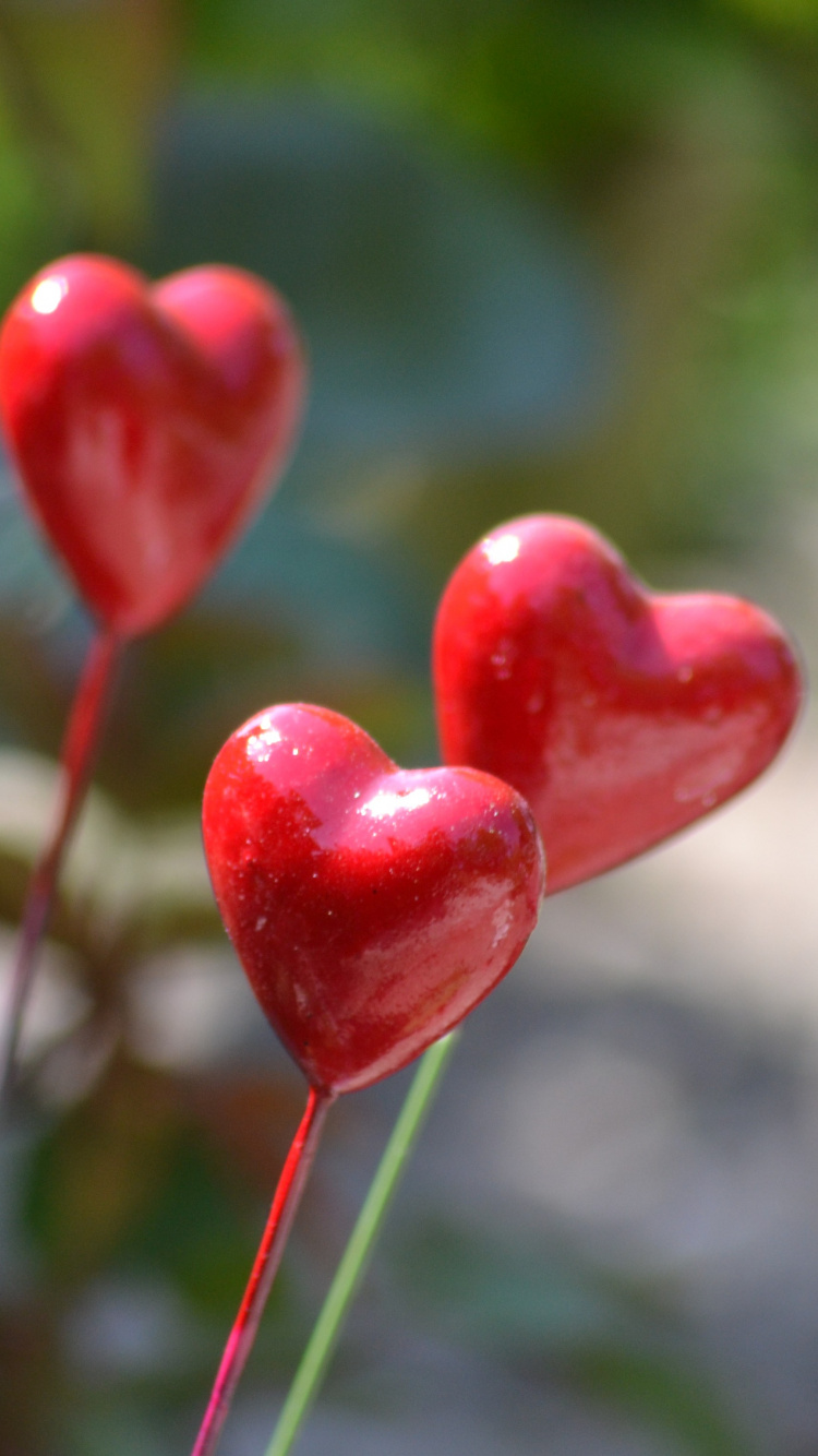 Обои стебель растения, цветок, растение, лист, весна в разрешении 750x1334