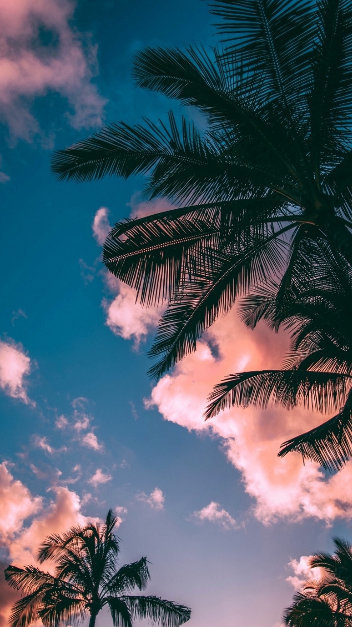 Обои пальмовые рощи, облако, атмосфера, свет, лист в разрешении 720x1280