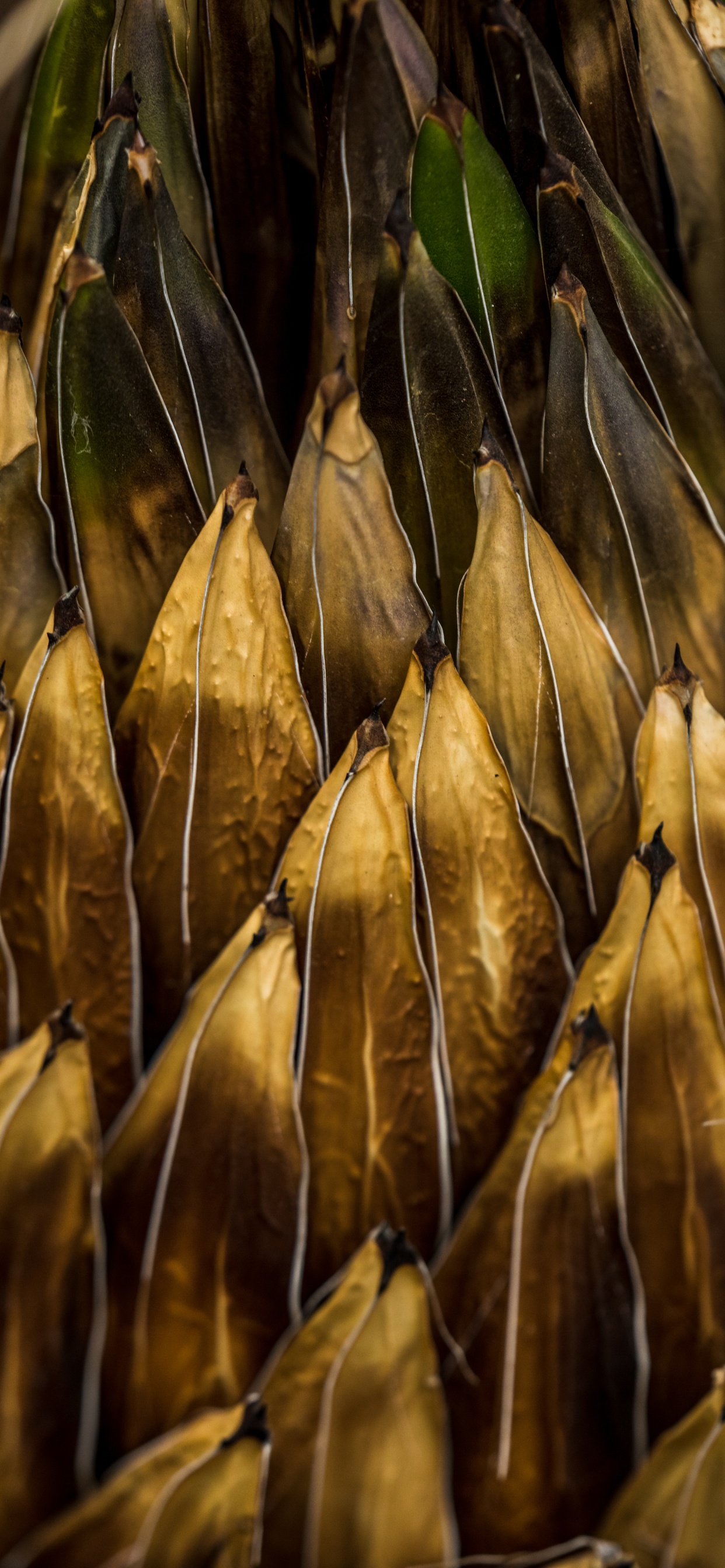 Обои рассада, растение, пища, водоросли, семейство травы в разрешении 1242x2688