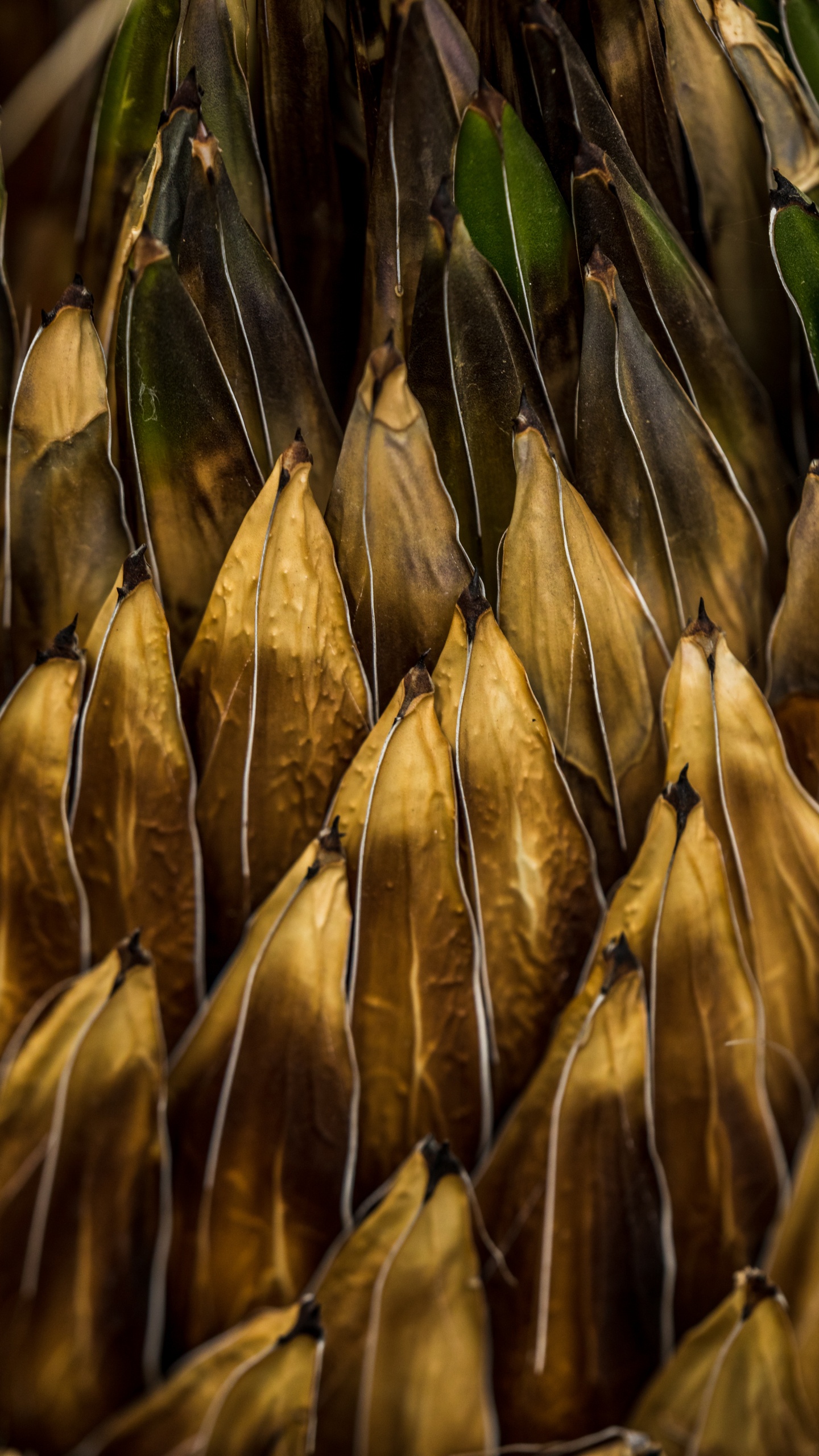 Обои рассада, растение, пища, водоросли, семейство травы в разрешении 1440x2560