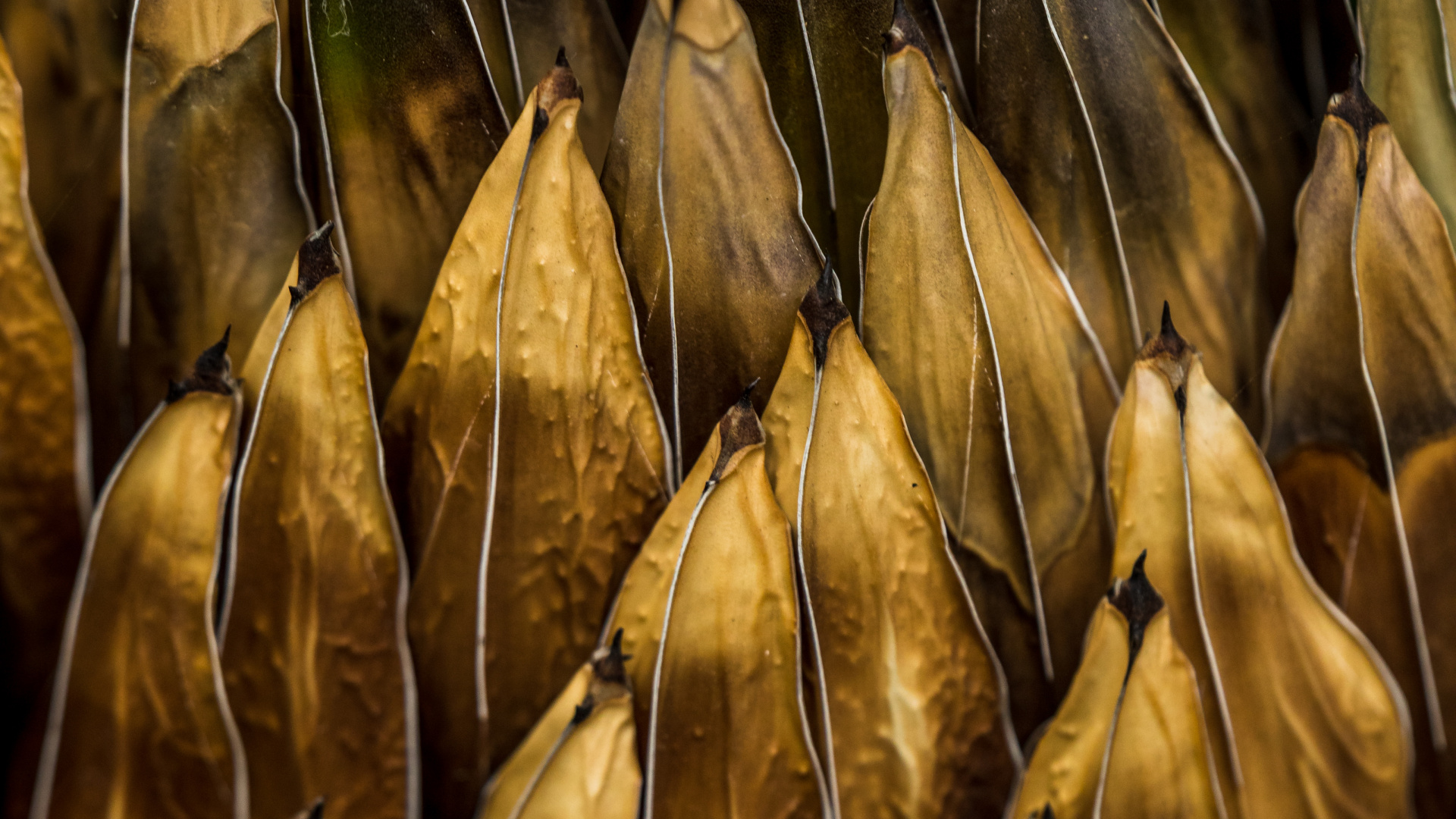 Обои рассада, растение, пища, водоросли, семейство травы в разрешении 1920x1080