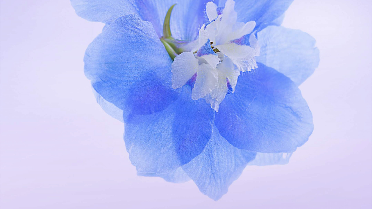 Обои Huawei, Honor Play, цветок, google play, честь в разрешении 1280x720