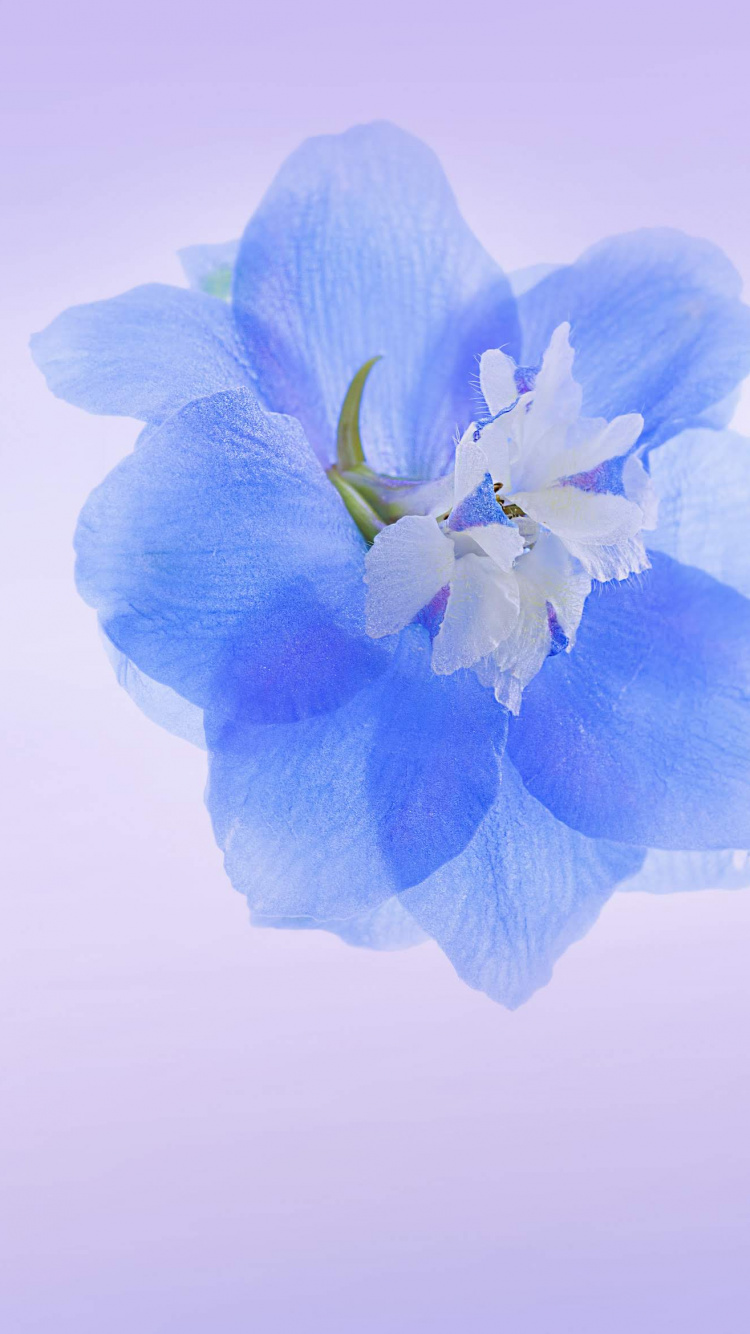 Обои Huawei, Honor Play, цветок, google play, честь в разрешении 750x1334