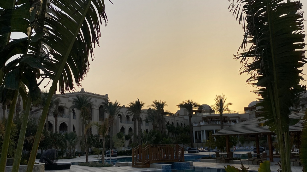 Обои Пальма, вода, растение, свойство, плавательный бассейн в разрешении 1280x720