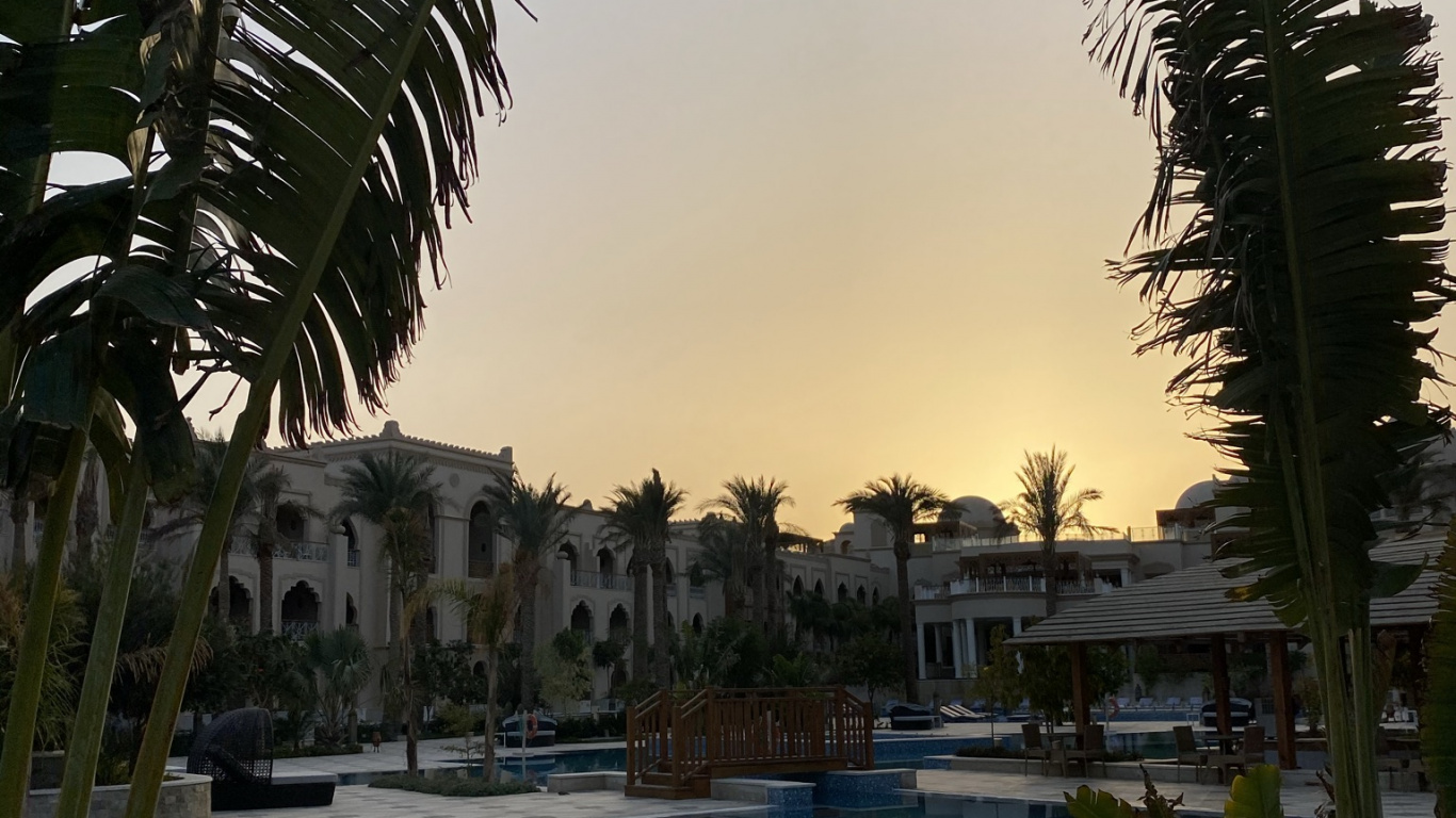 Обои Пальма, вода, растение, свойство, плавательный бассейн в разрешении 1366x768