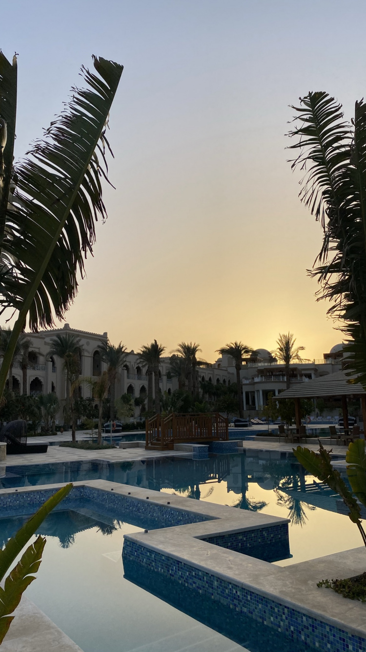 Обои Пальма, вода, растение, свойство, плавательный бассейн в разрешении 750x1334