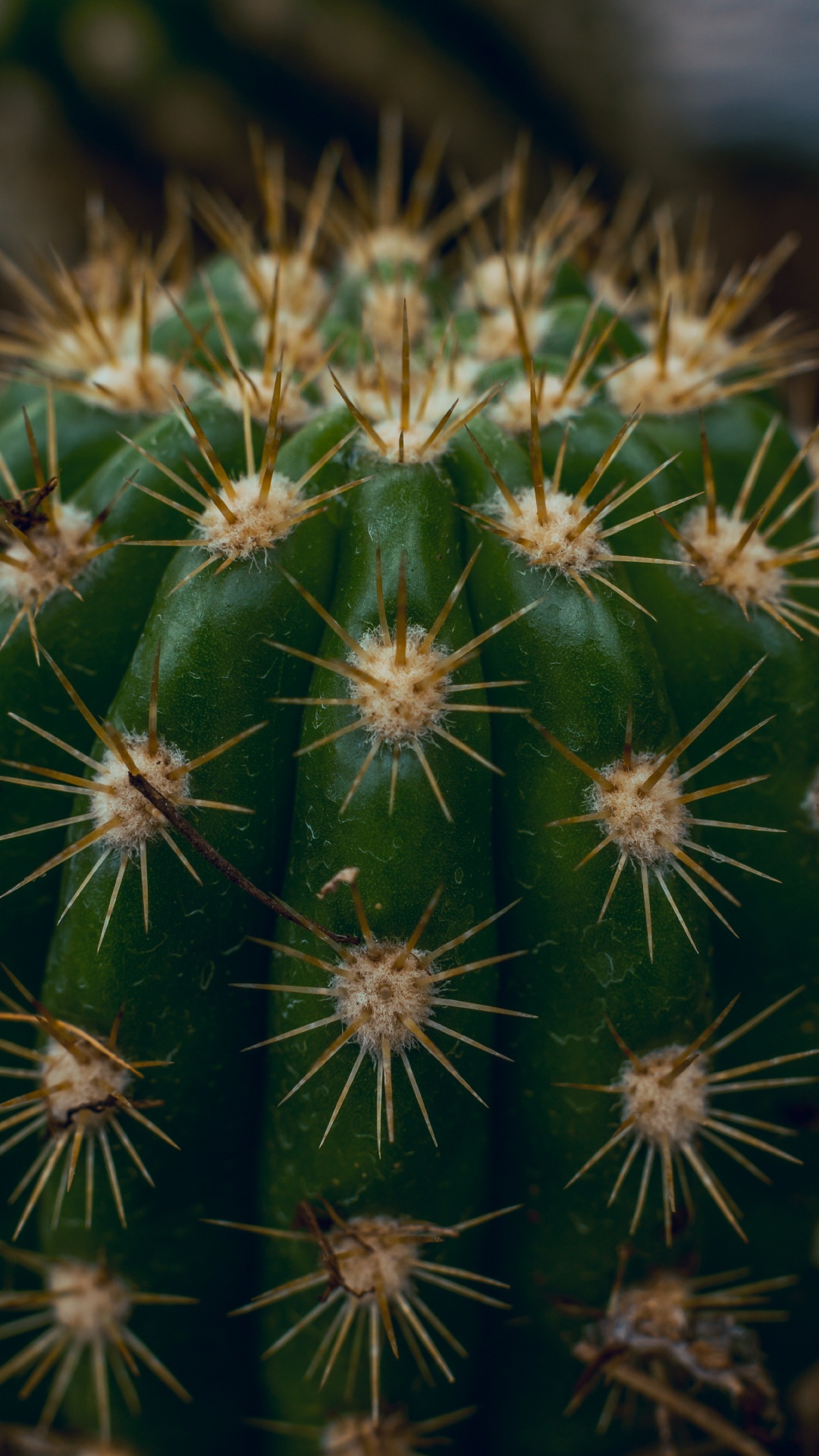 Обои кактус, Сан-Педро кактус, Треугольник кактус, наземное растение, растительность в разрешении 1080x1920
