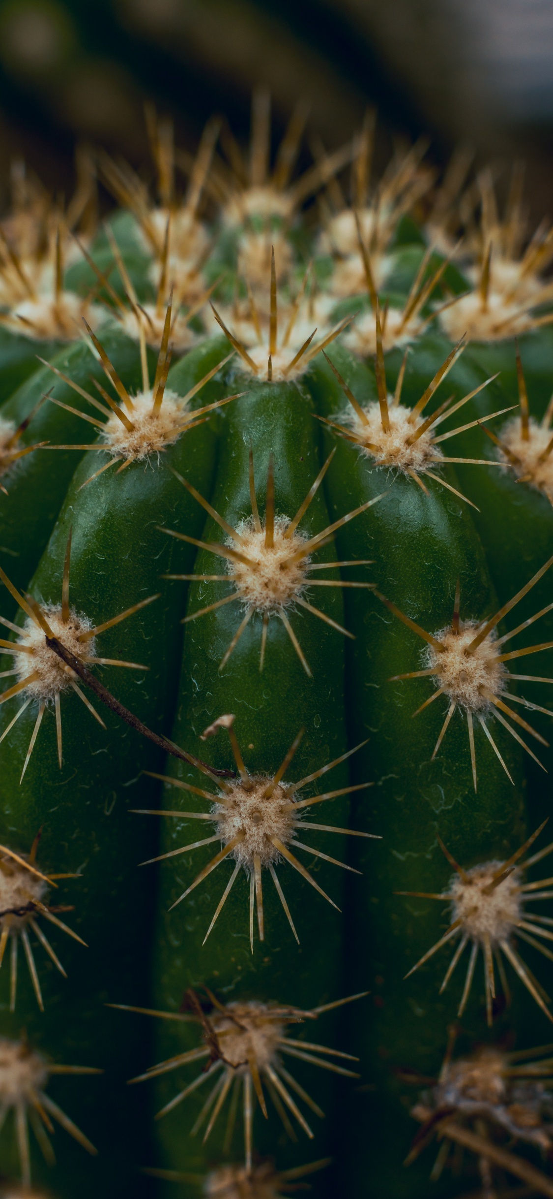 Обои кактус, Сан-Педро кактус, Треугольник кактус, наземное растение, растительность в разрешении 1125x2436