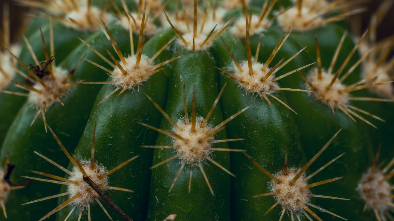 Обои кактус, Сан-Педро кактус, Треугольник кактус, наземное растение, растительность в разрешении 1280x720