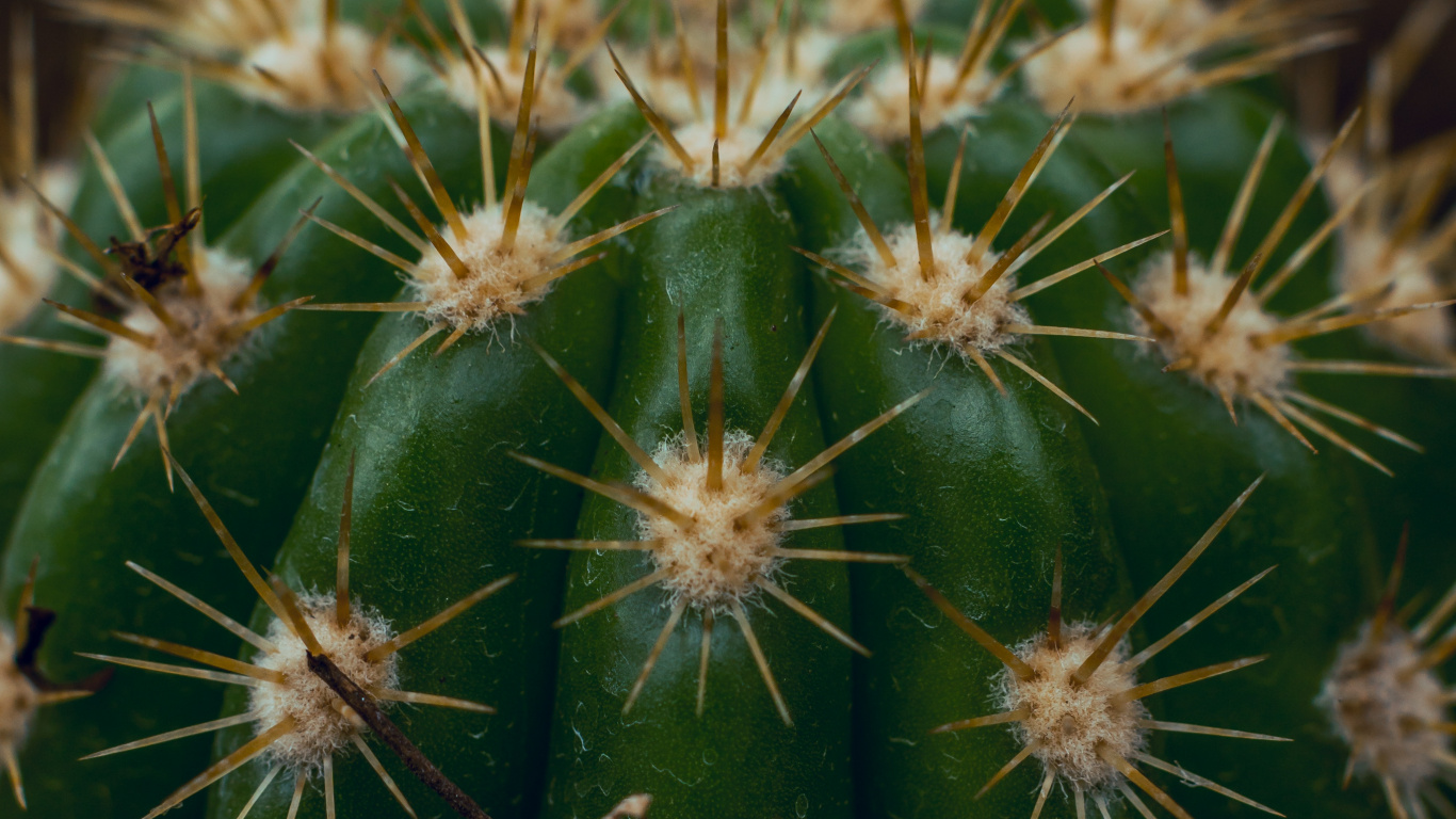 Обои кактус, Сан-Педро кактус, Треугольник кактус, наземное растение, растительность в разрешении 1366x768