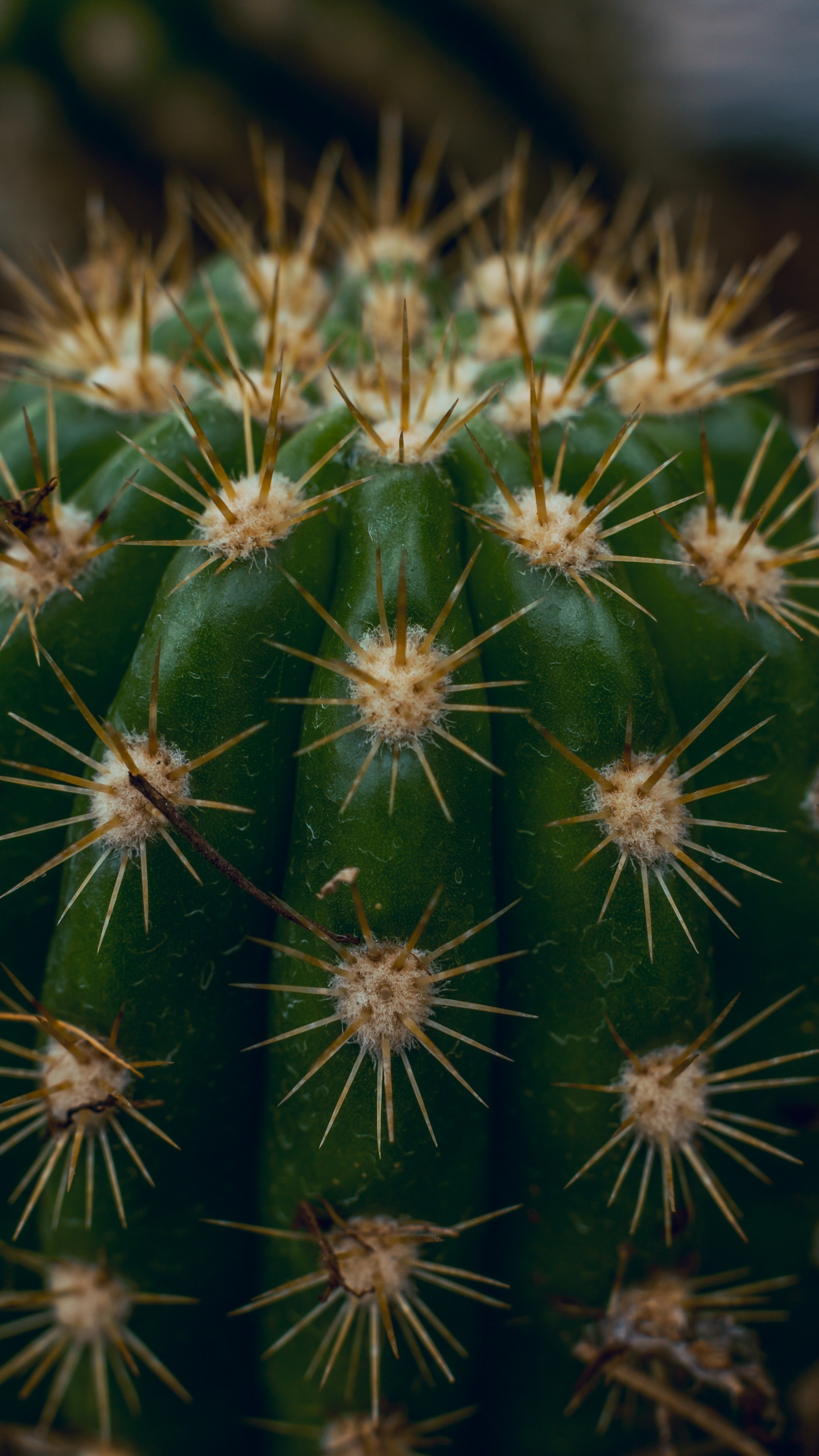 Обои кактус, Сан-Педро кактус, Треугольник кактус, наземное растение, растительность в разрешении 1440x2560