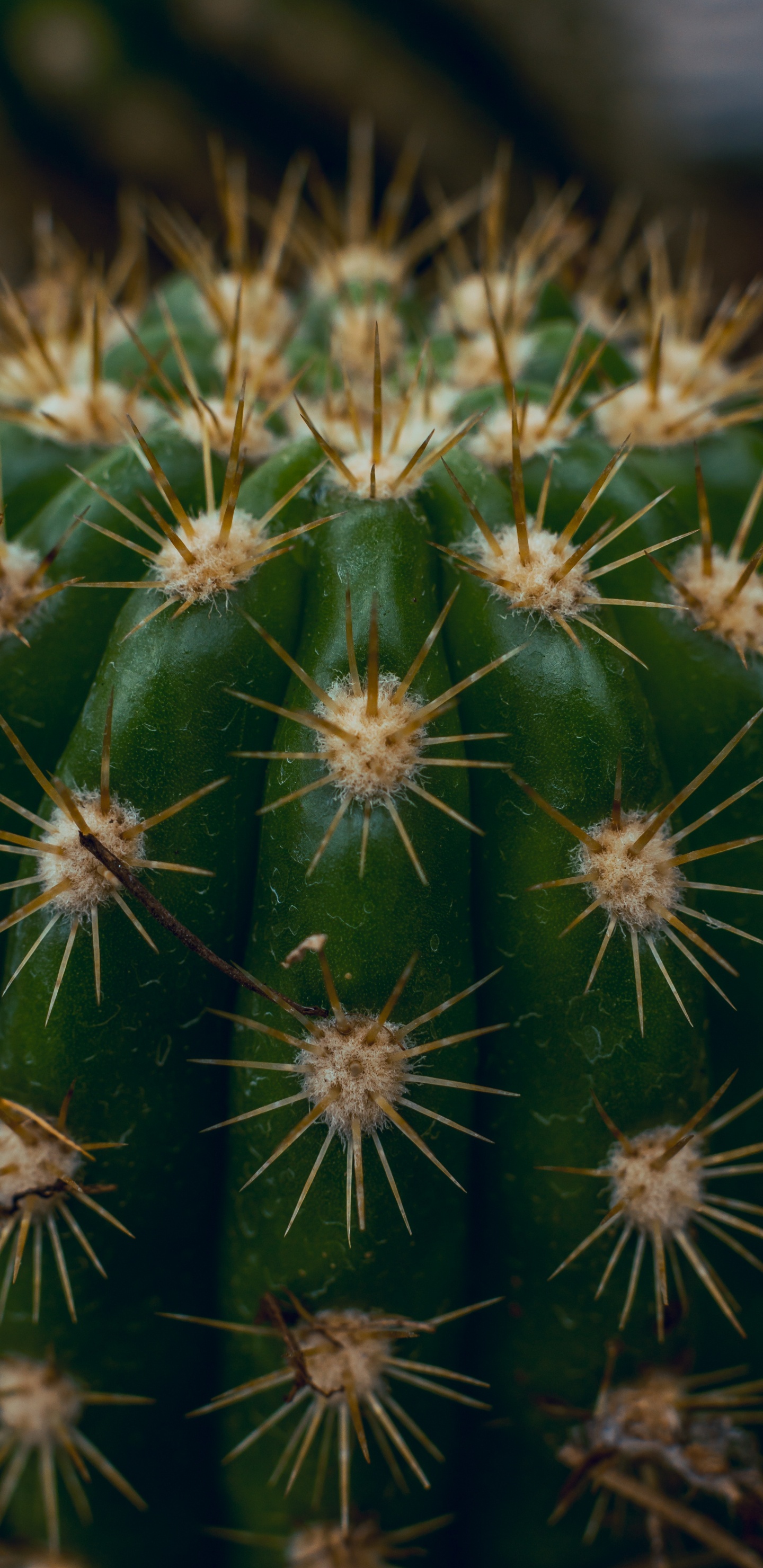 Обои кактус, Сан-Педро кактус, Треугольник кактус, наземное растение, растительность в разрешении 1440x2960