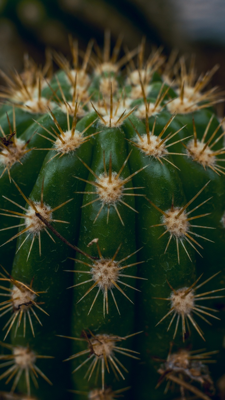 Обои кактус, Сан-Педро кактус, Треугольник кактус, наземное растение, растительность в разрешении 720x1280