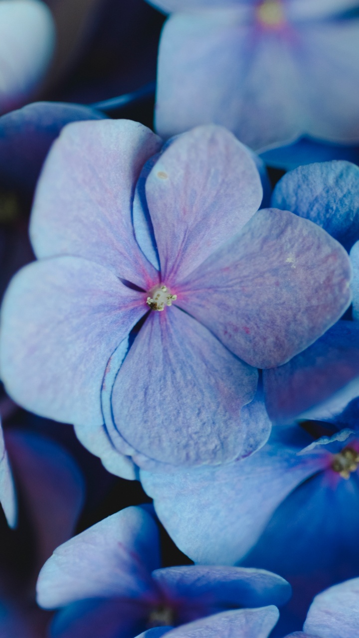 Обои in bloom 2024 вокальный танцевальный микс, Вокал транс, украденный, soundcloud, цветной в разрешении 720x1280