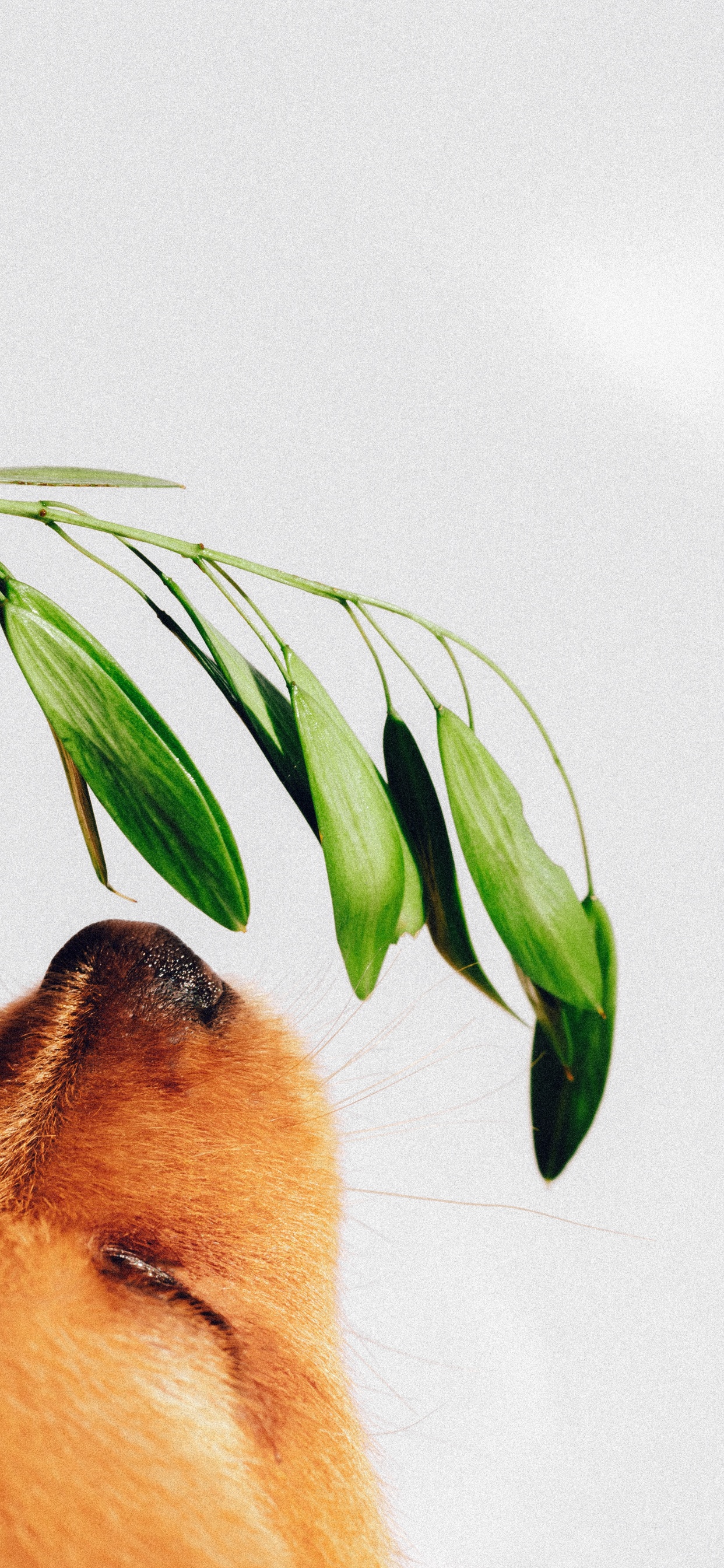 Обои Йоркширский терьер, растение, Запах собаки, поводок, лист в разрешении 1242x2688