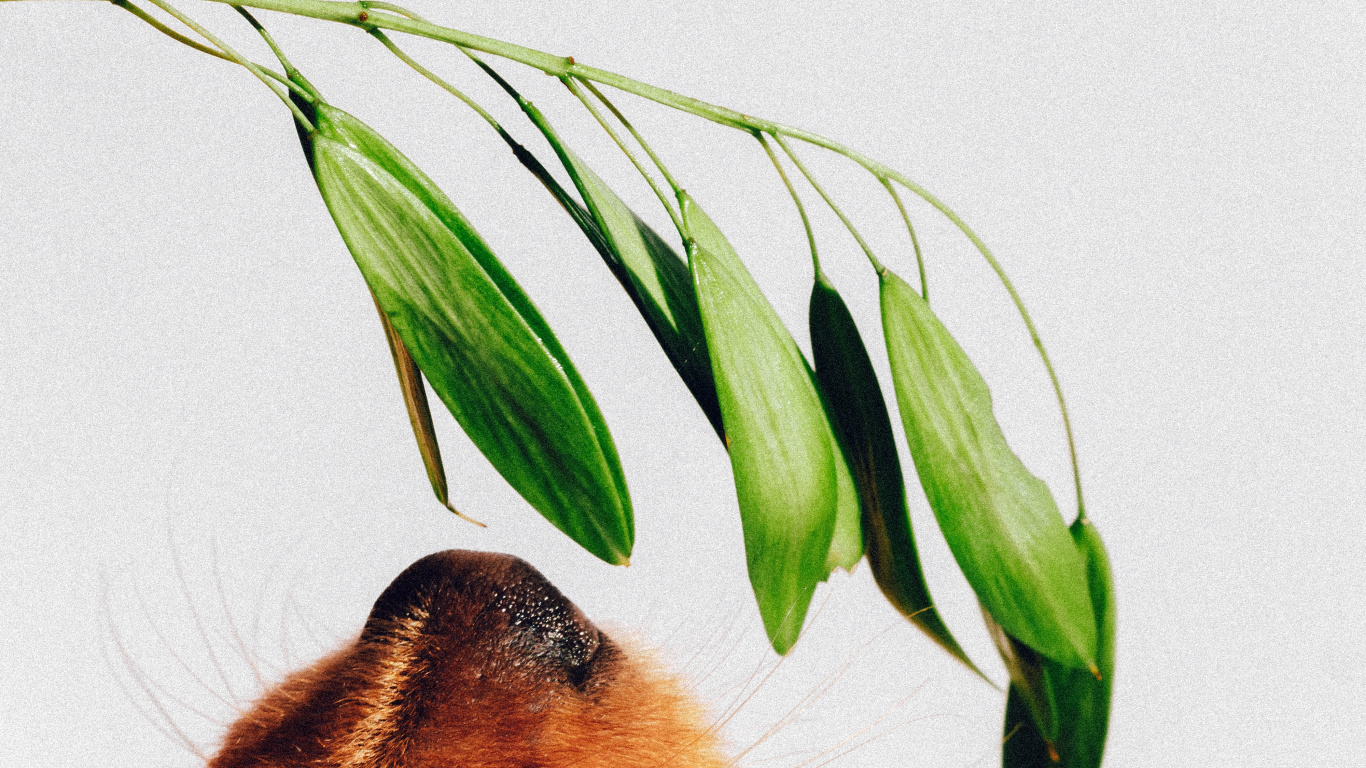 Обои Йоркширский терьер, растение, Запах собаки, поводок, лист в разрешении 1366x768