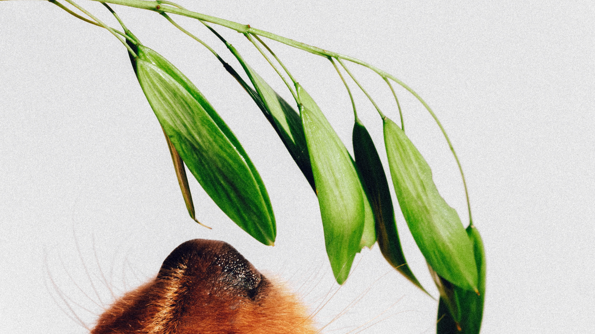 Обои Йоркширский терьер, растение, Запах собаки, поводок, лист в разрешении 1920x1080