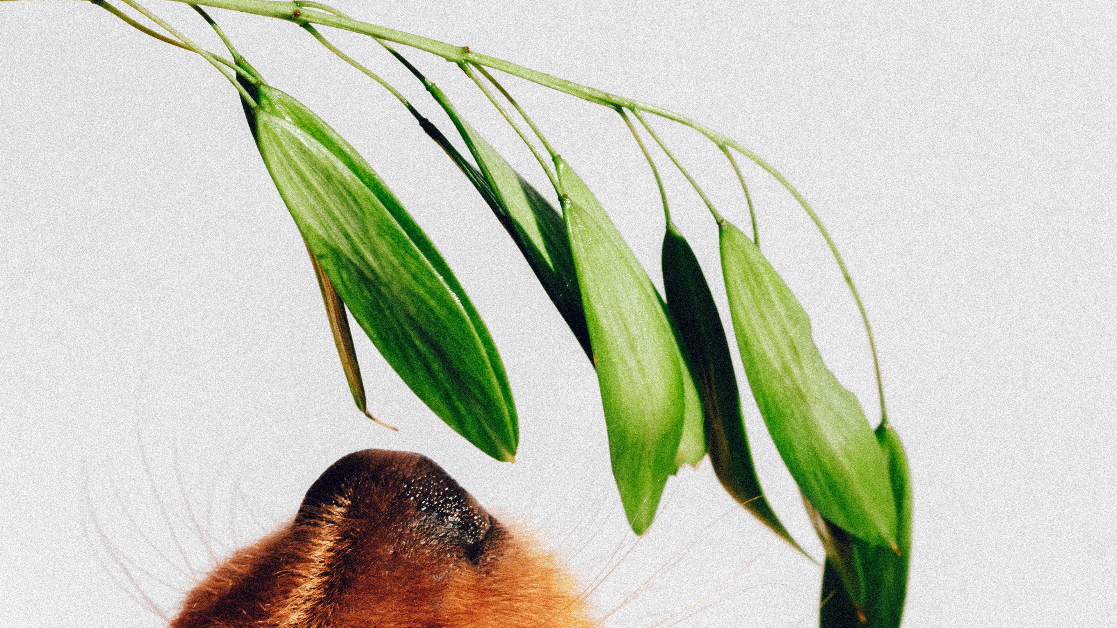 Обои Йоркширский терьер, растение, Запах собаки, поводок, лист в разрешении 3840x2160