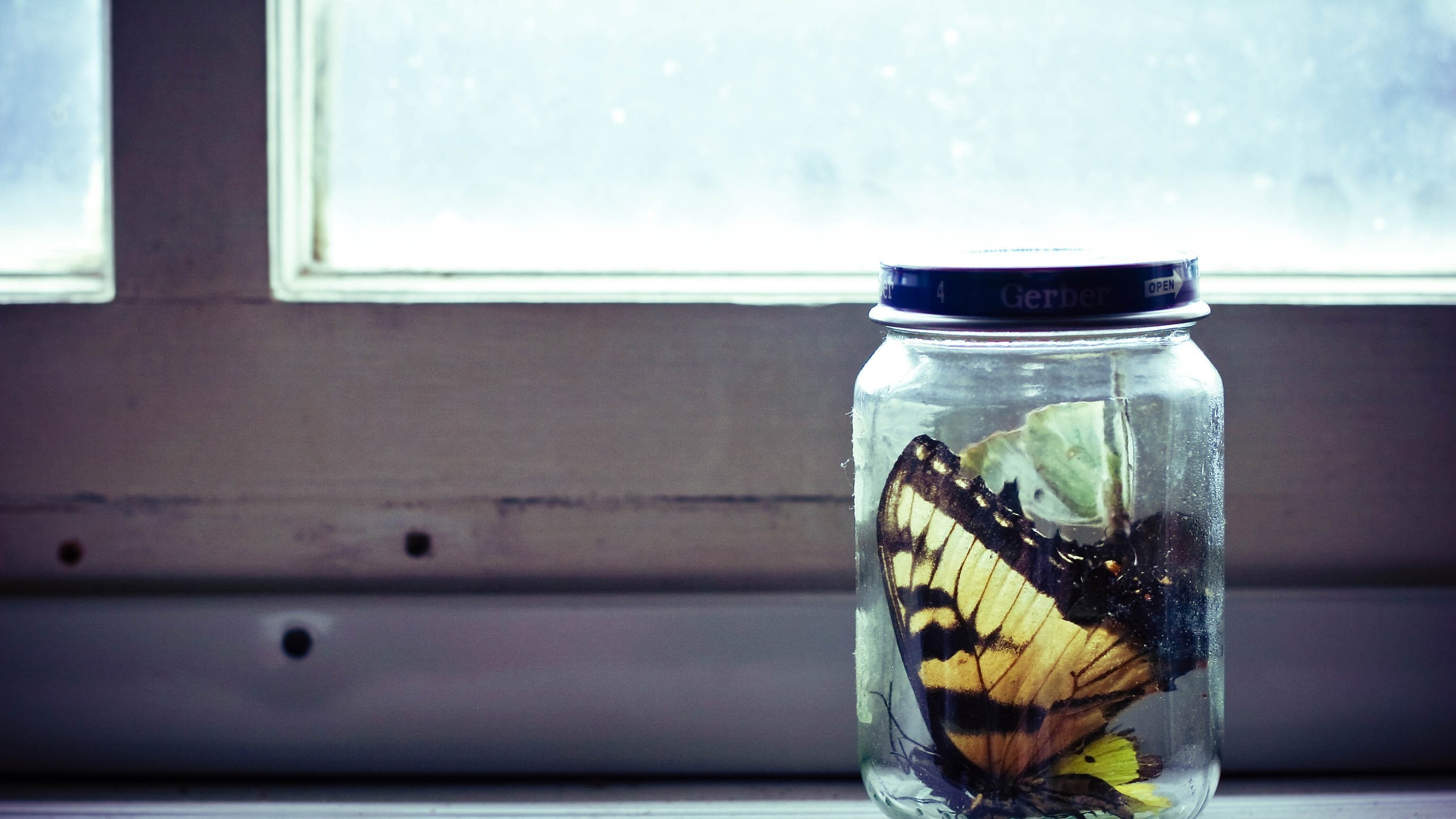 Обои банка, банка мейсона, стекло, стакан, холодные цвета в разрешении 2560x1440