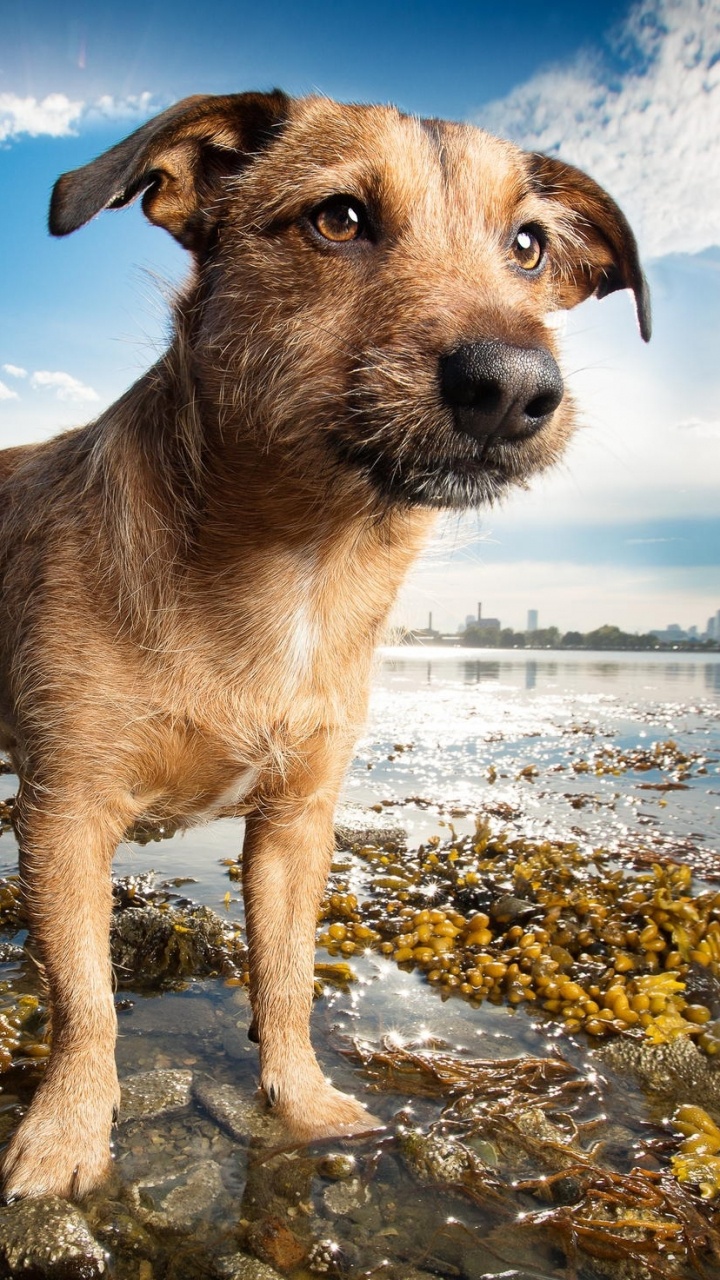 Обои пес, кане корсо, щенок, собака породы, морда в разрешении 720x1280