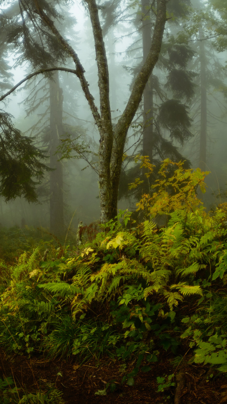 Обои объектив fisheye, природа, лес, растительность, дерево в разрешении 750x1334