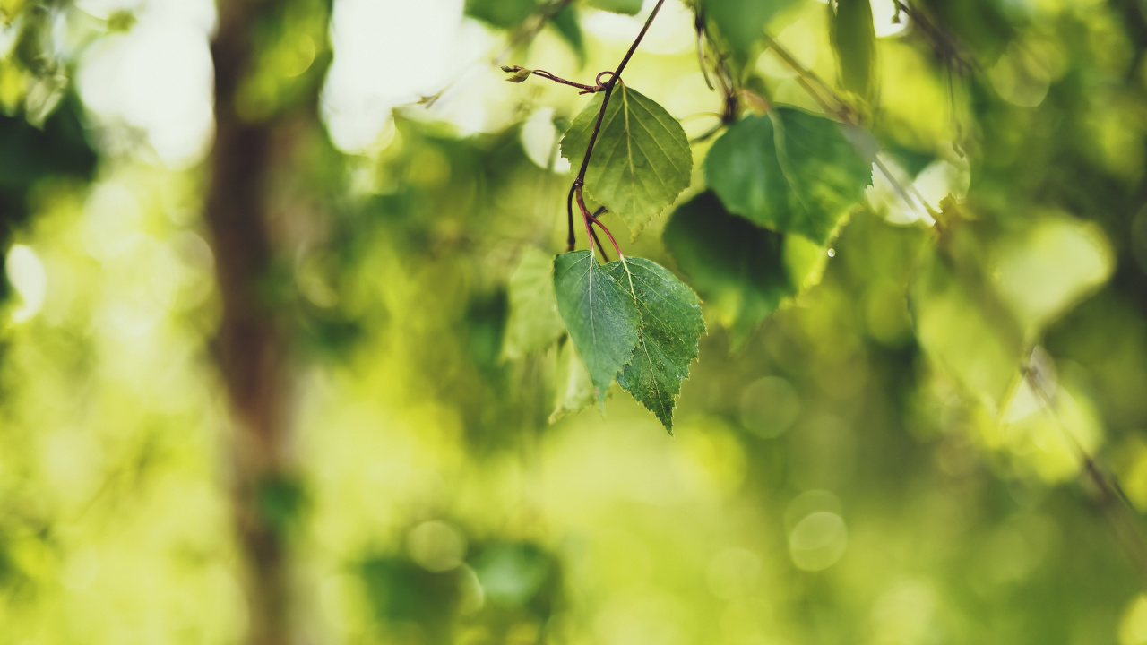 Обои дерево, ветвь, прут, зеленый, растение в разрешении 1280x720