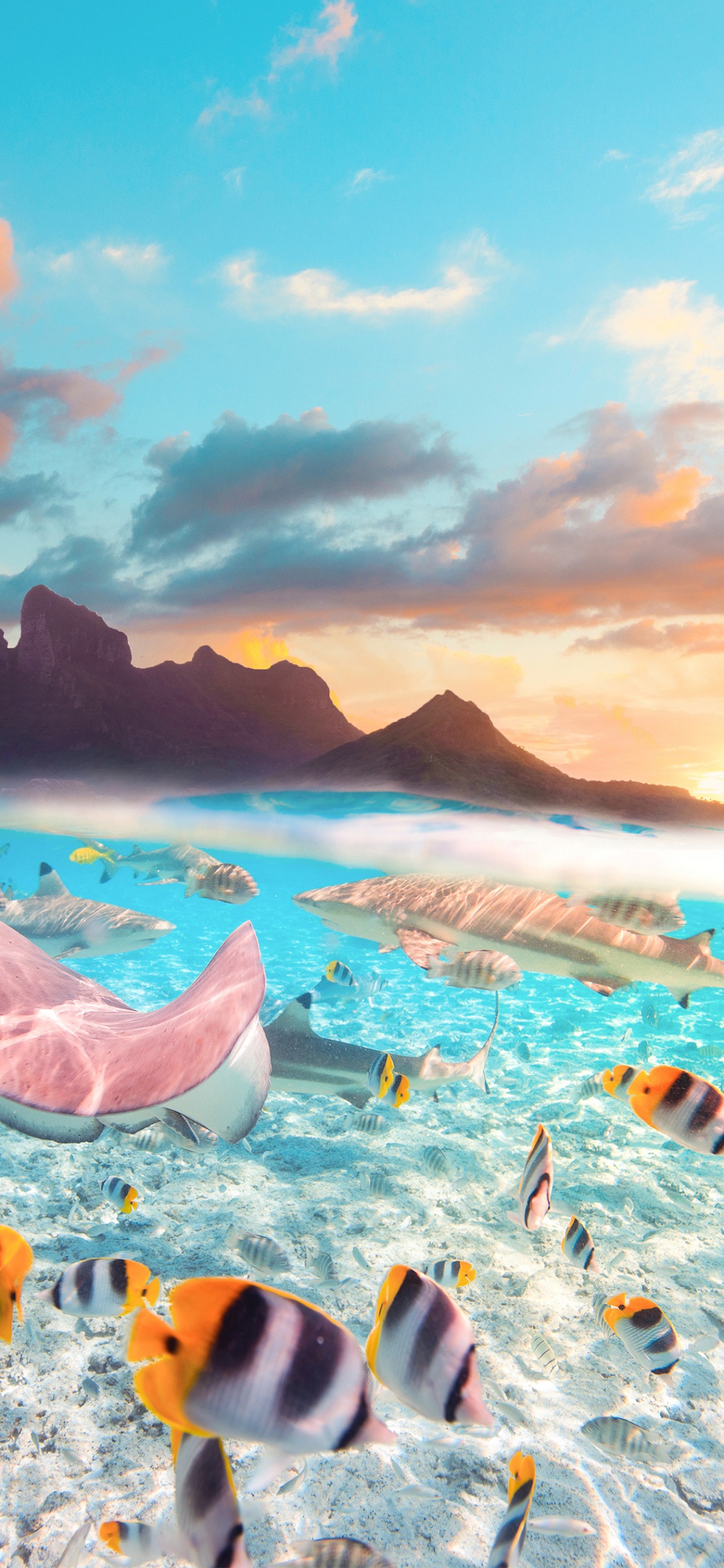 Обои бора-бора морская жизнь, Муреа, Таити, острова общества, младшая сестра в разрешении 1125x2436