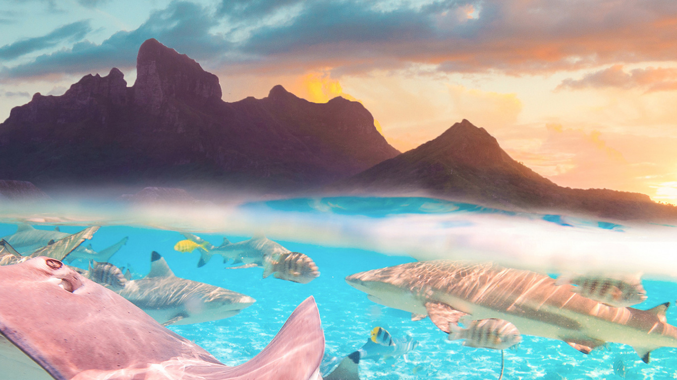 Обои бора-бора морская жизнь, Муреа, Таити, острова общества, младшая сестра в разрешении 1366x768