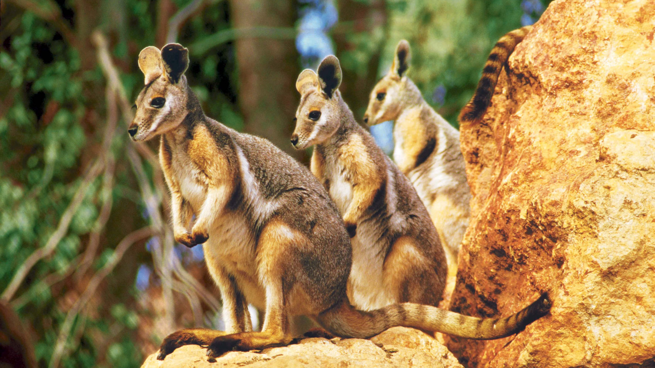 Обои сумчатое животное, валлаби, достопримечательность, Дикая Жизнь В Сиднее, наземные животные в разрешении 1280x720