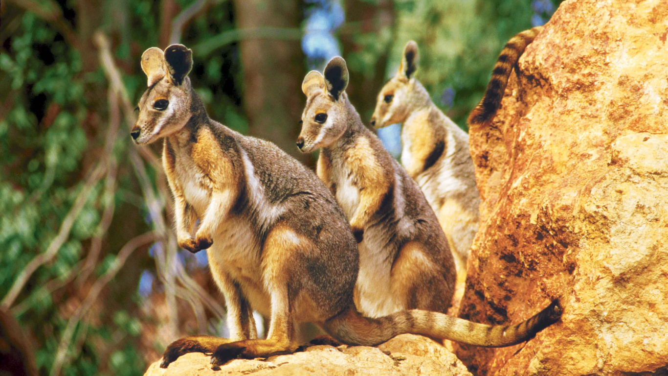 Обои сумчатое животное, валлаби, достопримечательность, Дикая Жизнь В Сиднее, наземные животные в разрешении 1366x768