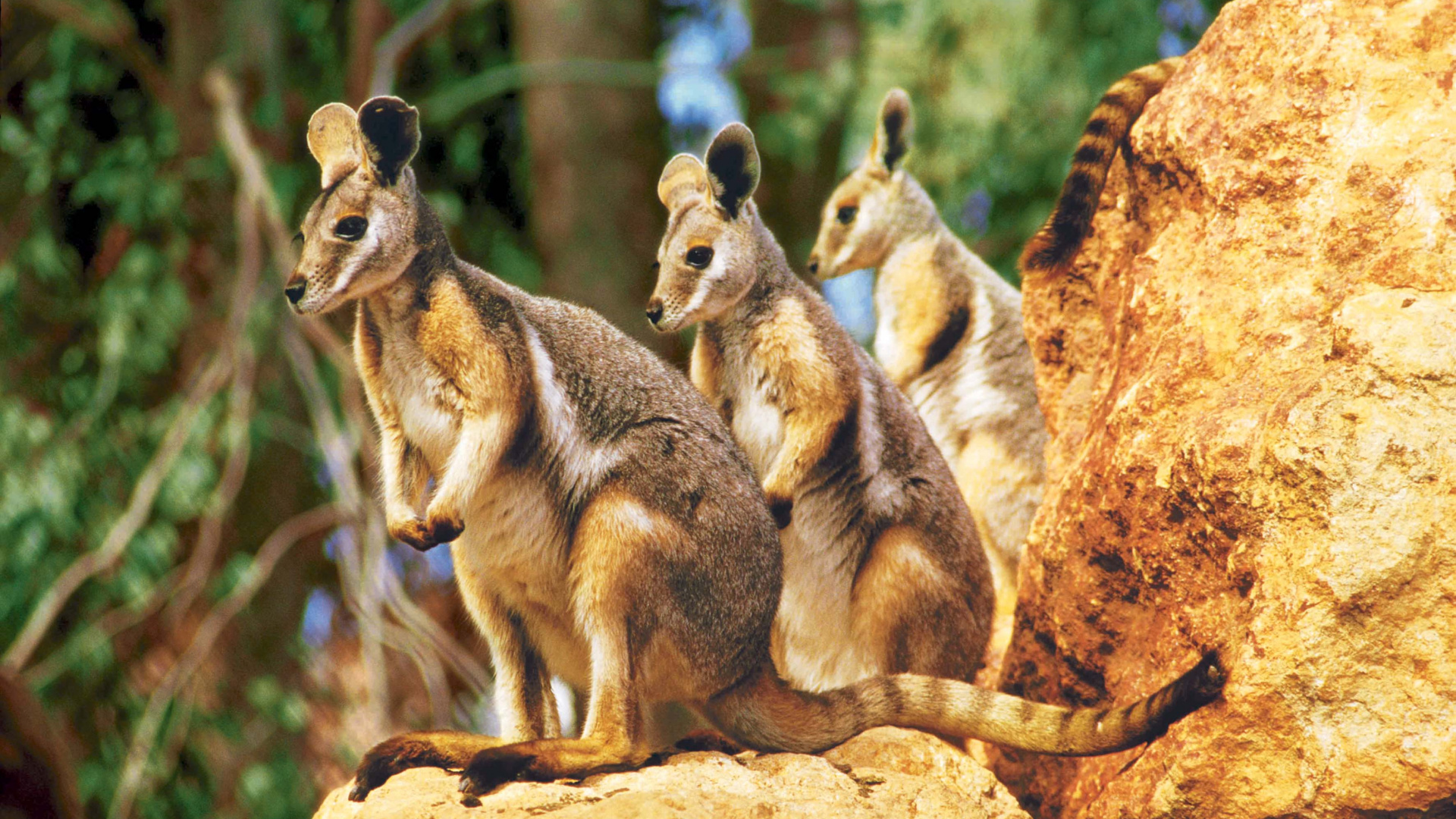 Обои сумчатое животное, валлаби, достопримечательность, Дикая Жизнь В Сиднее, наземные животные в разрешении 1920x1080