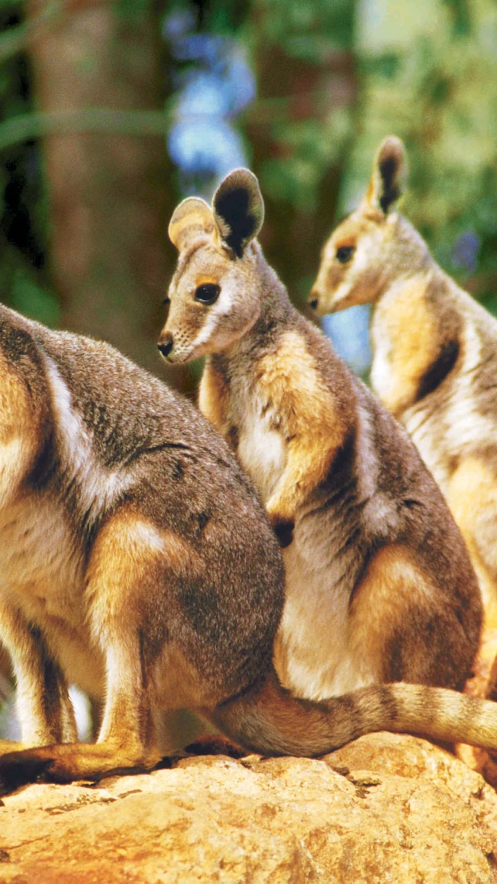 Обои сумчатое животное, валлаби, достопримечательность, Дикая Жизнь В Сиднее, наземные животные в разрешении 720x1280