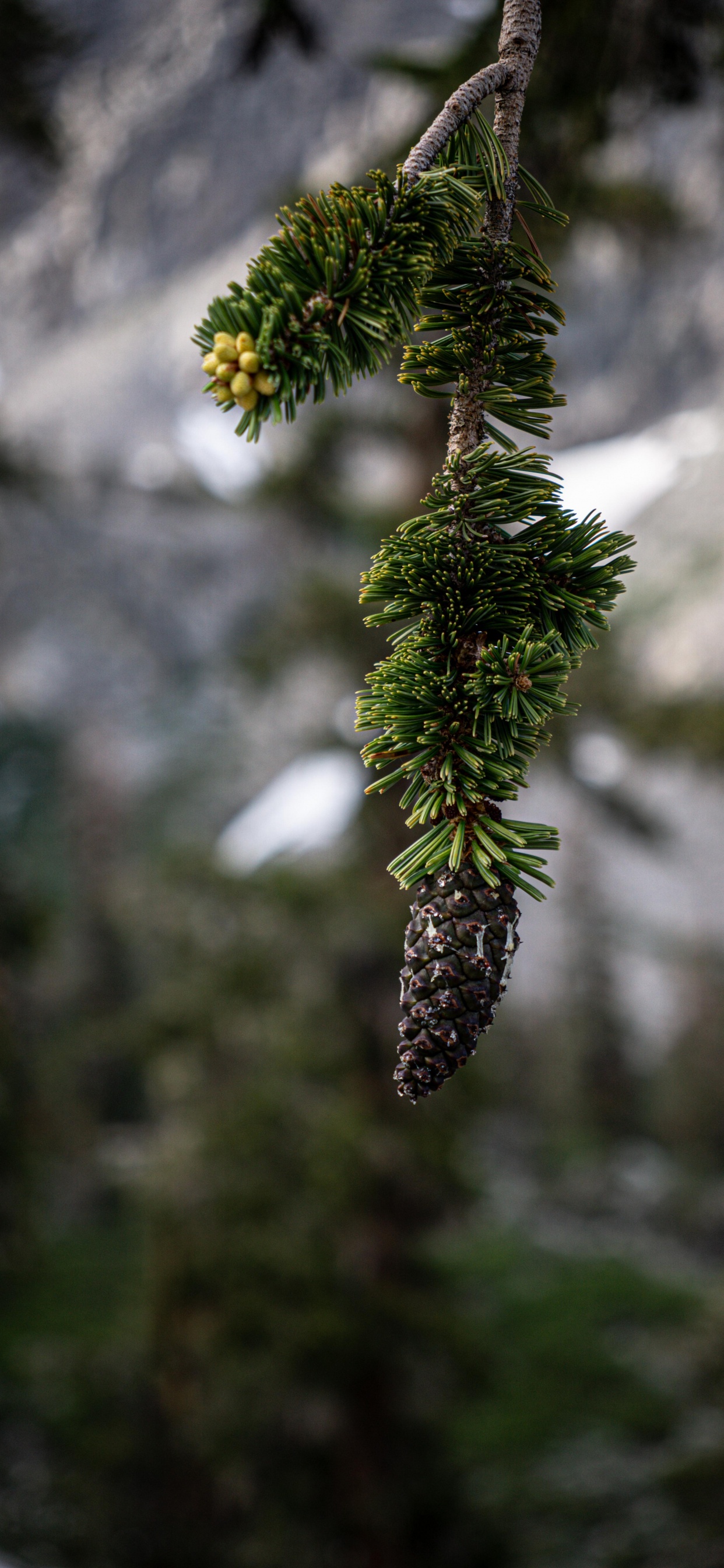 Обои цветок, сосна Бальфуриана, Коротколистная сосна, Ладанной сосны, Longleaf сосновые в разрешении 1242x2688