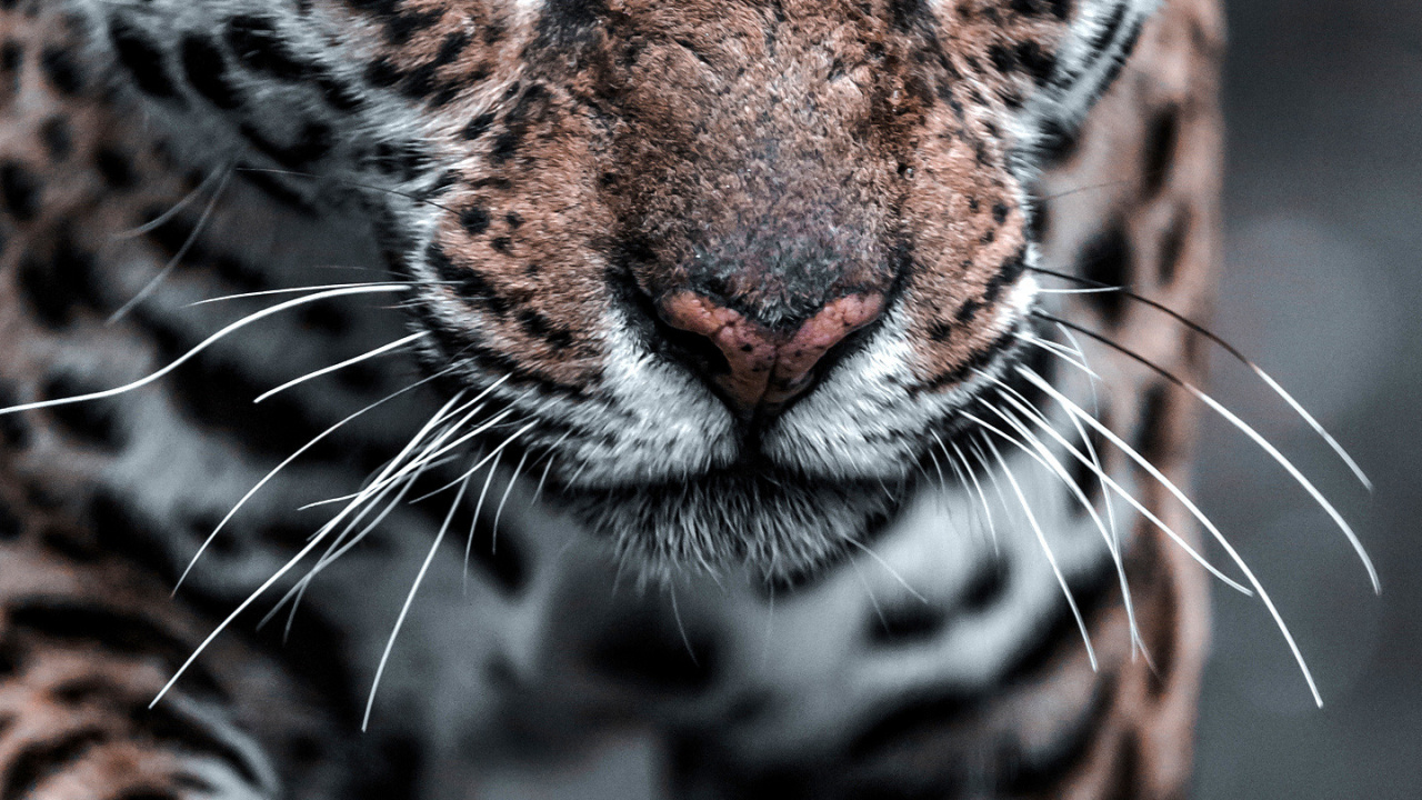 Обои Леопард, глаз, белые, кошачьих, орган в разрешении 1280x720