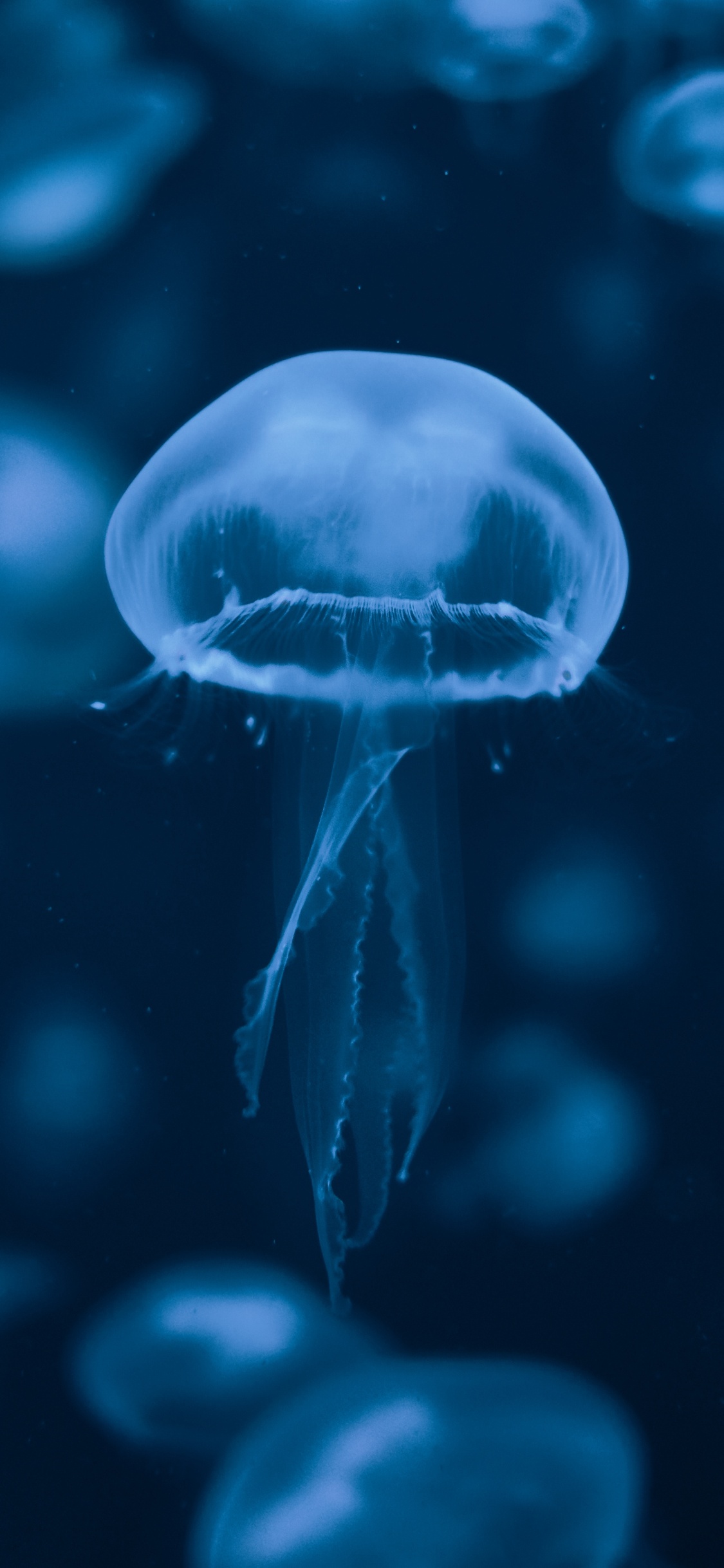 Обои Медуза, вода, синий, cnidaria, биолюминесценция в разрешении 1125x2436