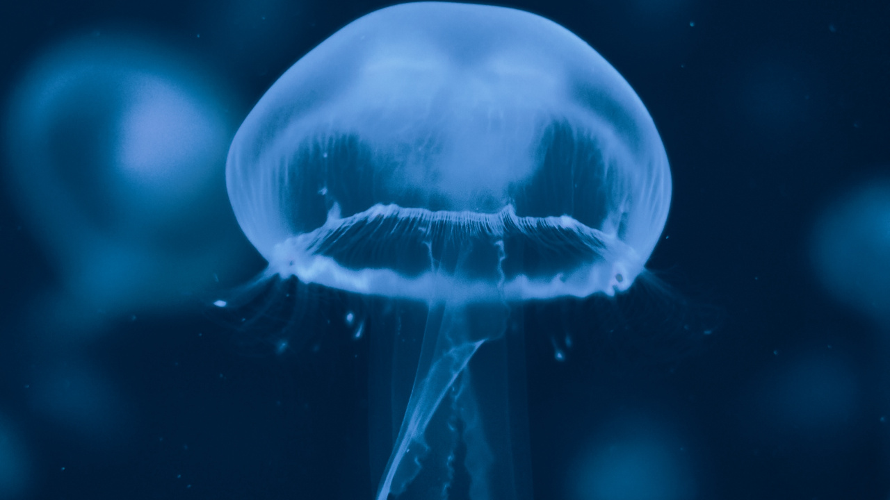 Обои Медуза, вода, синий, cnidaria, биолюминесценция в разрешении 1280x720